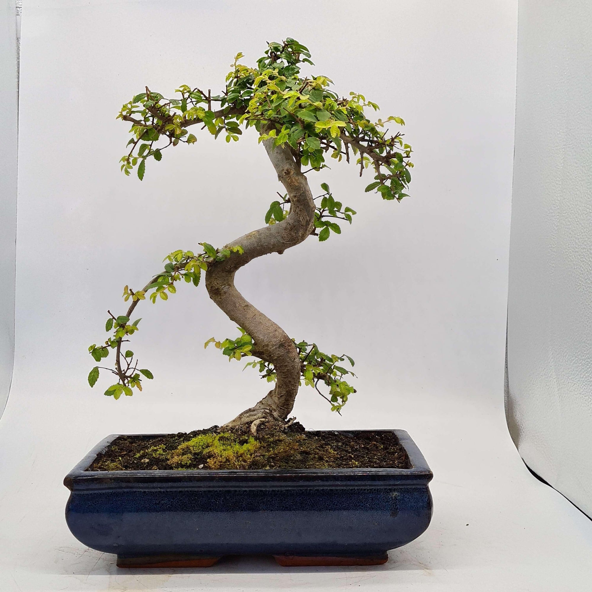 Chinese Elm (Ulmus Parvifolia) Bonsai Tree | Shaped | In 30cm Pot  | S251972