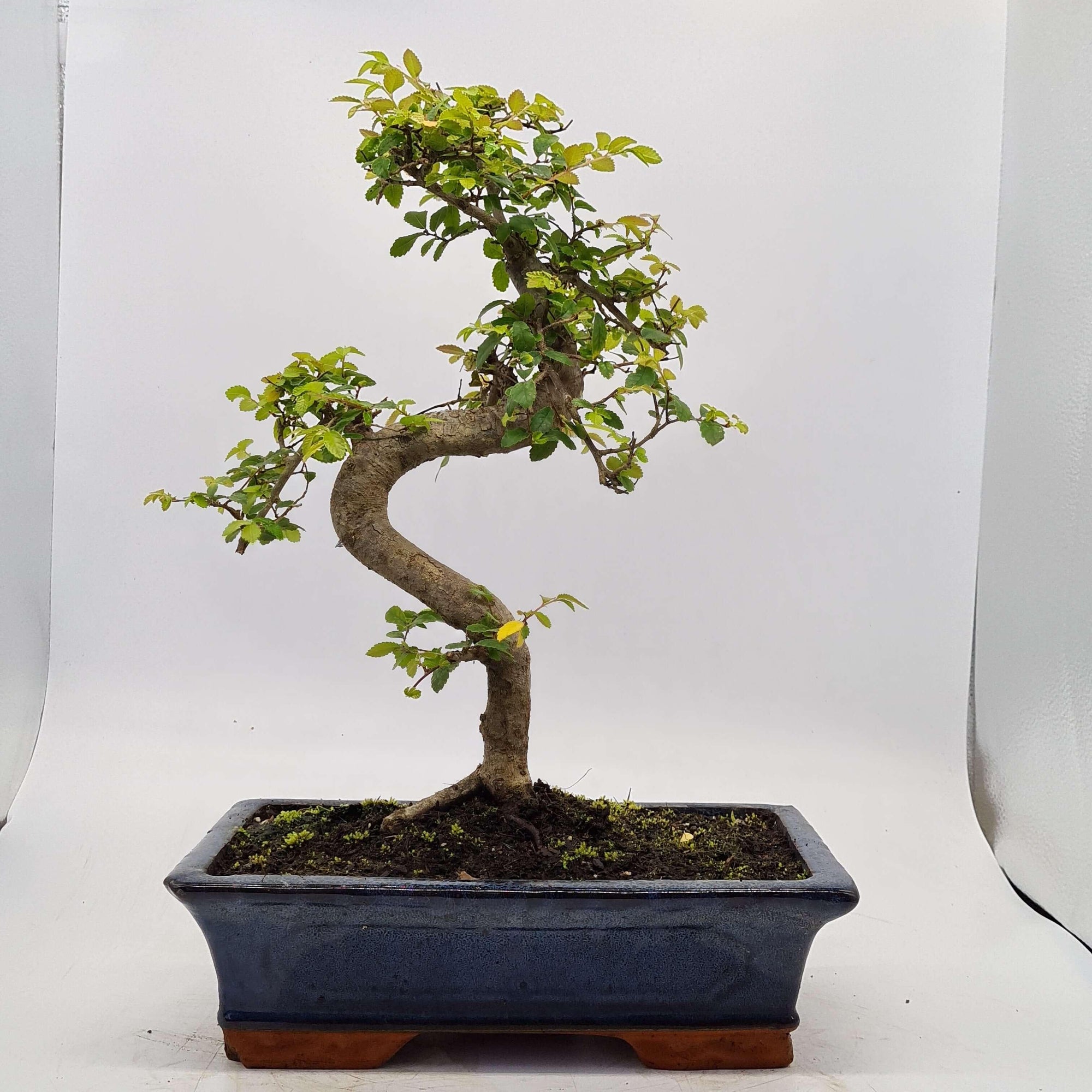 Chinese Elm (Ulmus Parvifolia) Bonsai Tree | Shaped | In 30cm Pot  | S251972