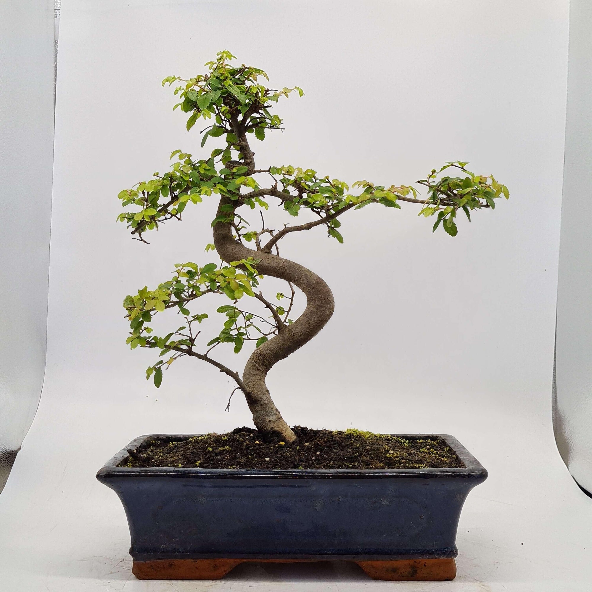 Chinese Elm (Ulmus Parvifolia) Bonsai Tree | Shaped | In 30cm Pot  | S251972