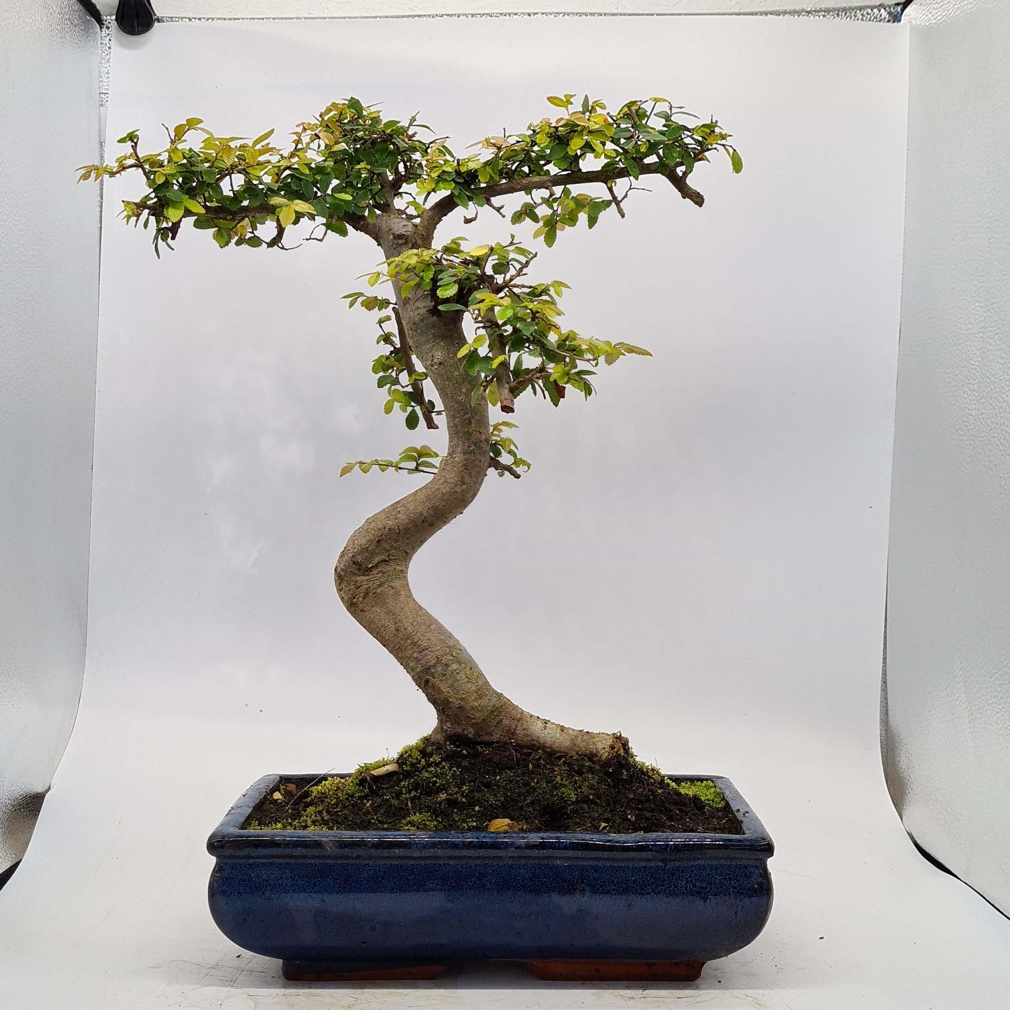 Chinese Elm (Ulmus Parvifolia) Bonsai Tree | Shaped | In 30cm Pot  | S251972