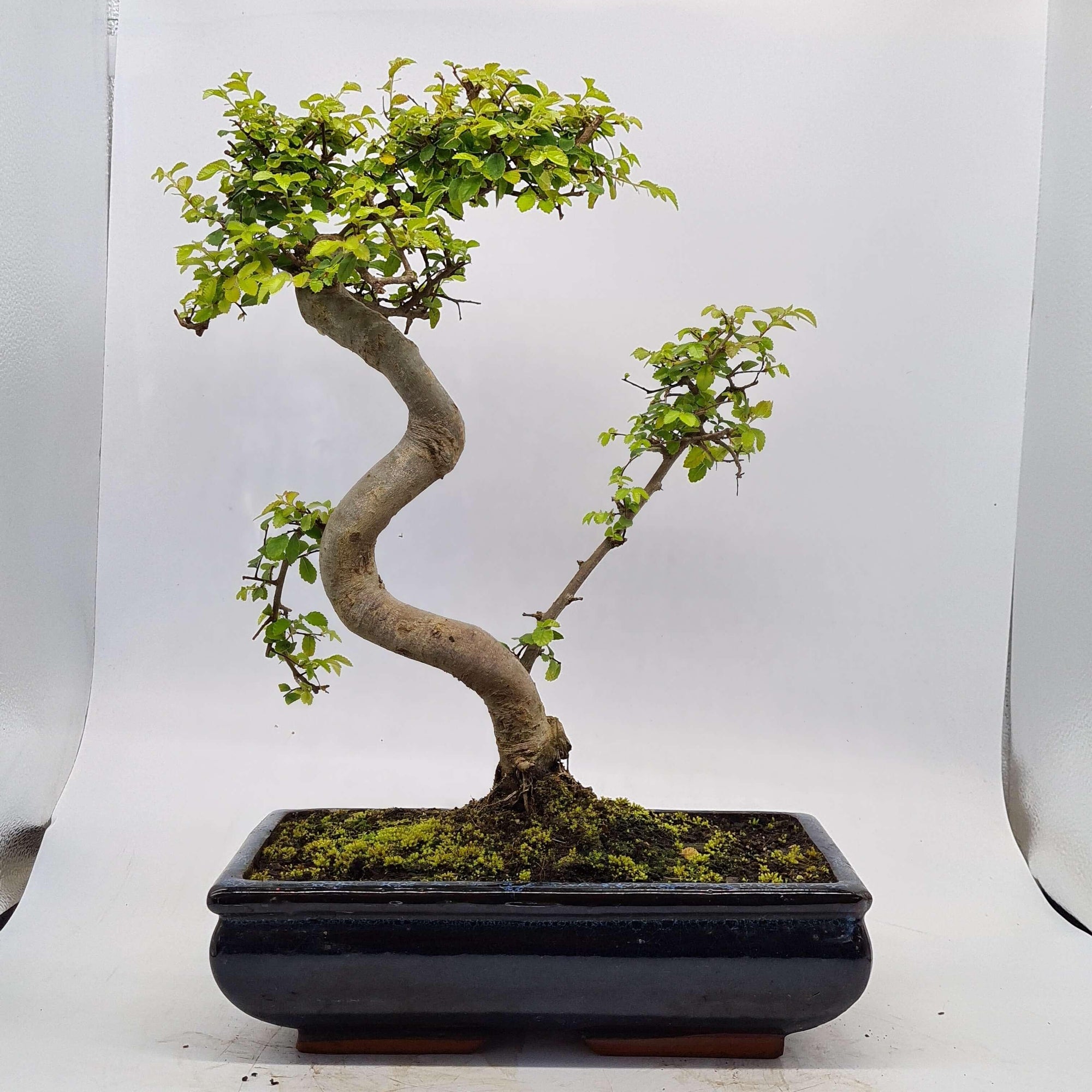 Chinese Elm (Ulmus Parvifolia) Bonsai Tree | Shaped | In 30cm Pot  | S251972