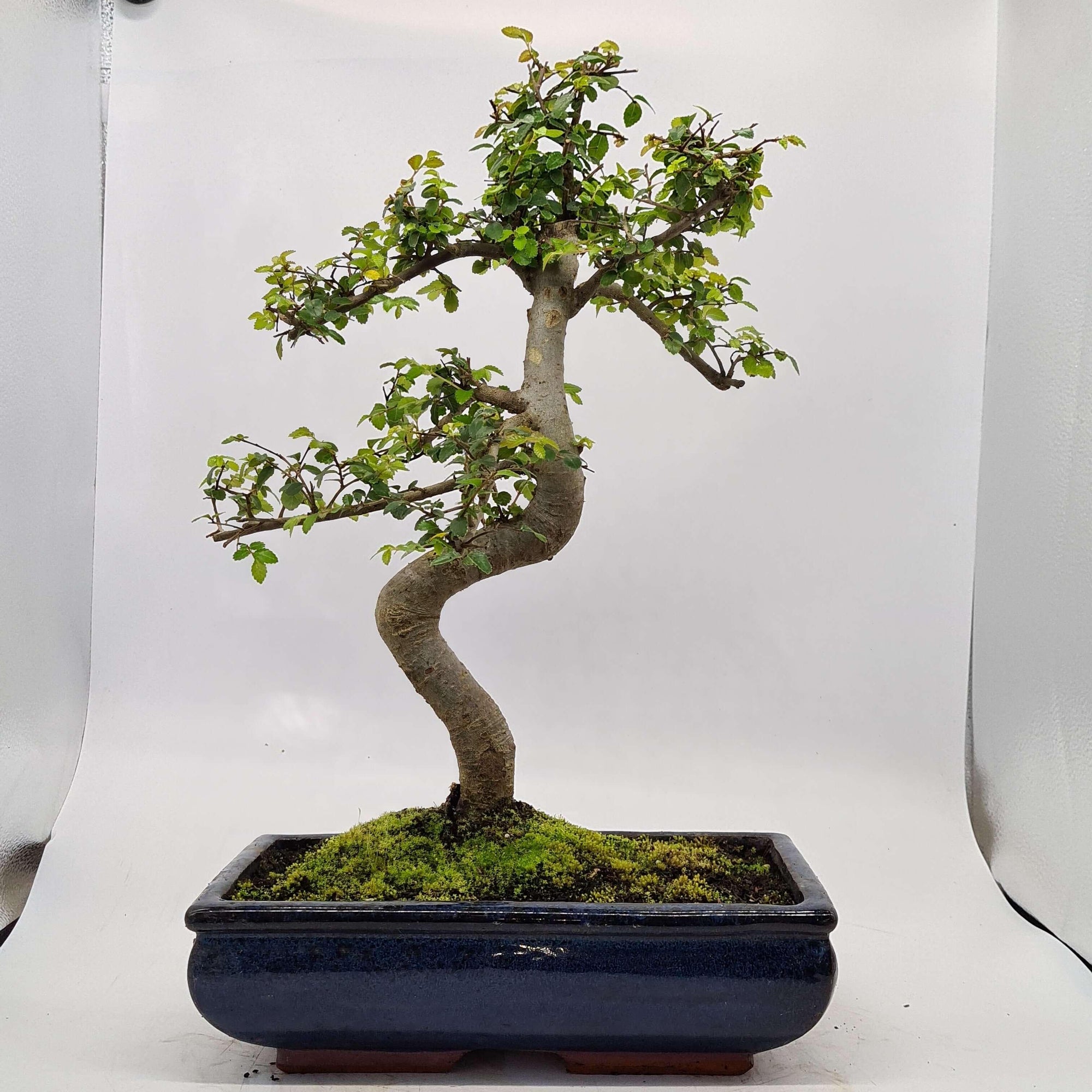 Chinese Elm (Ulmus Parvifolia) Bonsai Tree | Shaped | In 30cm Pot  | S251972