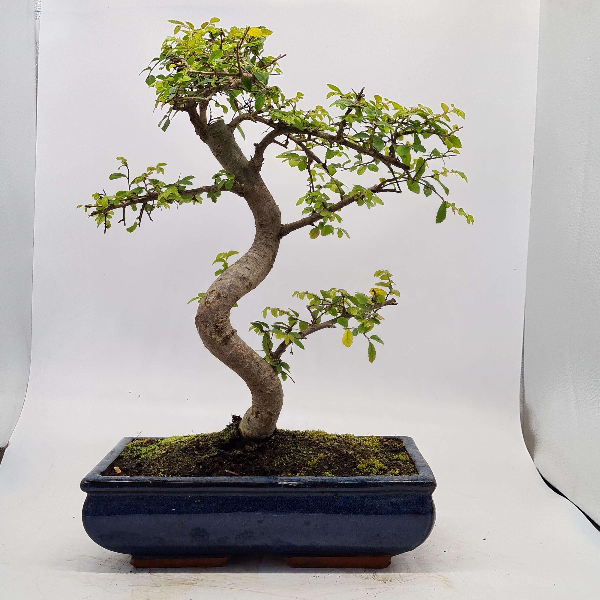 Chinese Elm (Ulmus Parvifolia) Bonsai Tree | Shaped | In 30cm Pot  | S251972