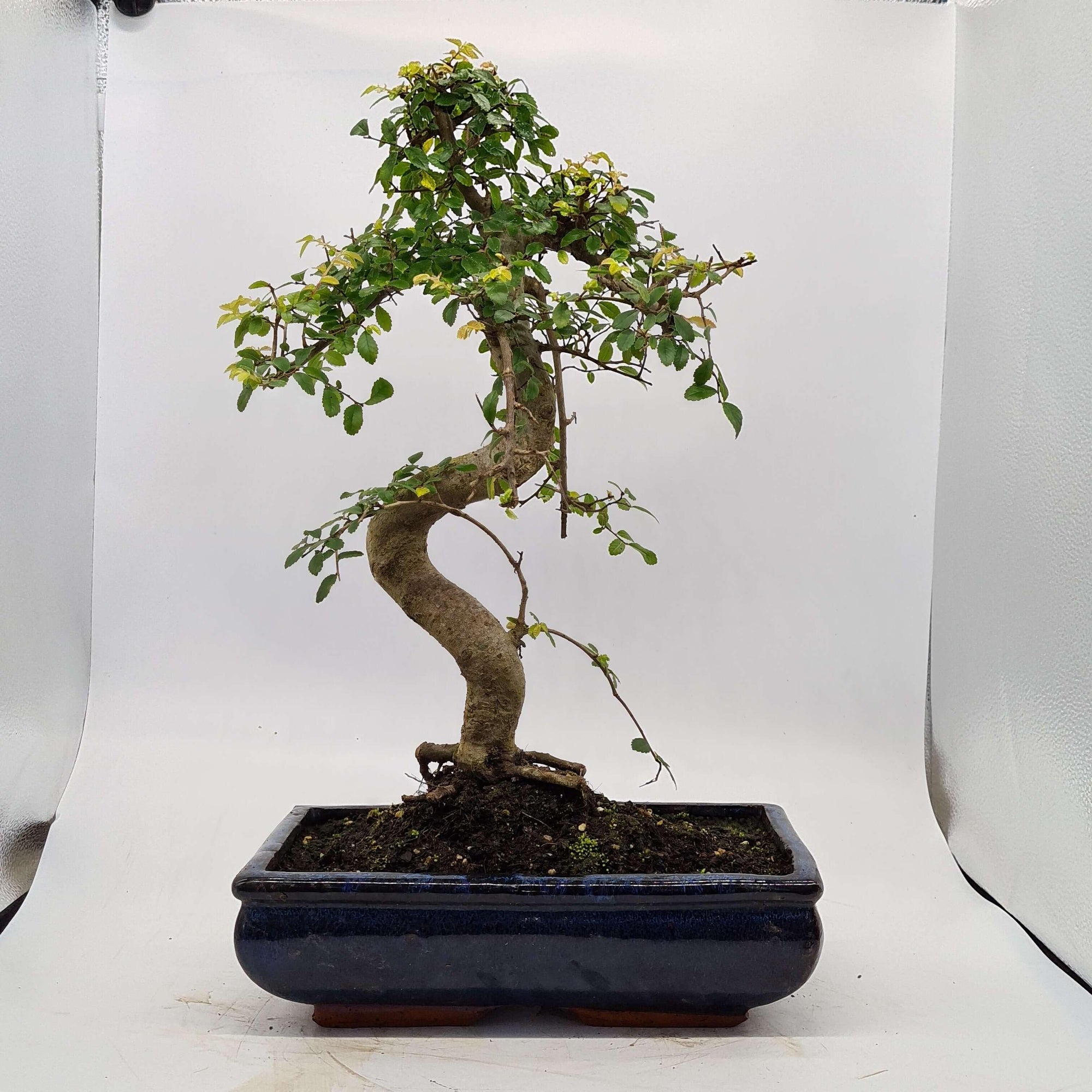 Chinese Elm (Ulmus Parvifolia) Bonsai Tree | Shaped | In 30cm Pot  | S251972