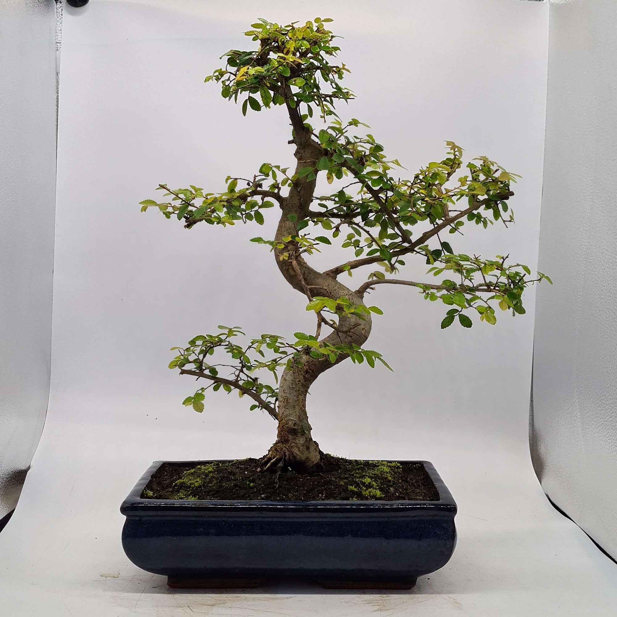 Chinese Elm (Ulmus Parvifolia) Bonsai Tree | Shaped | In 30cm Pot  | S251972