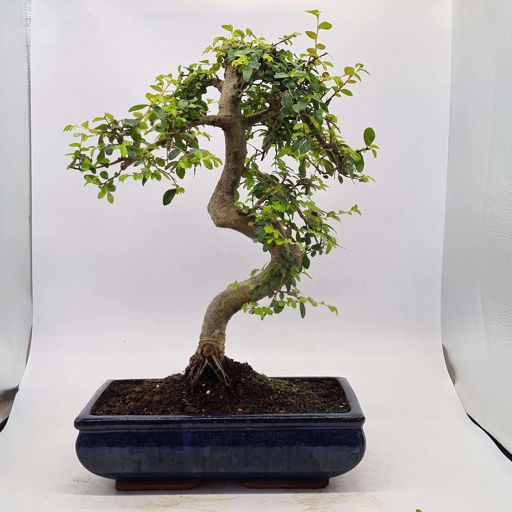 Chinese Elm (Ulmus Parvifolia) Bonsai Tree | Shaped | In 30cm Pot  | S251972
