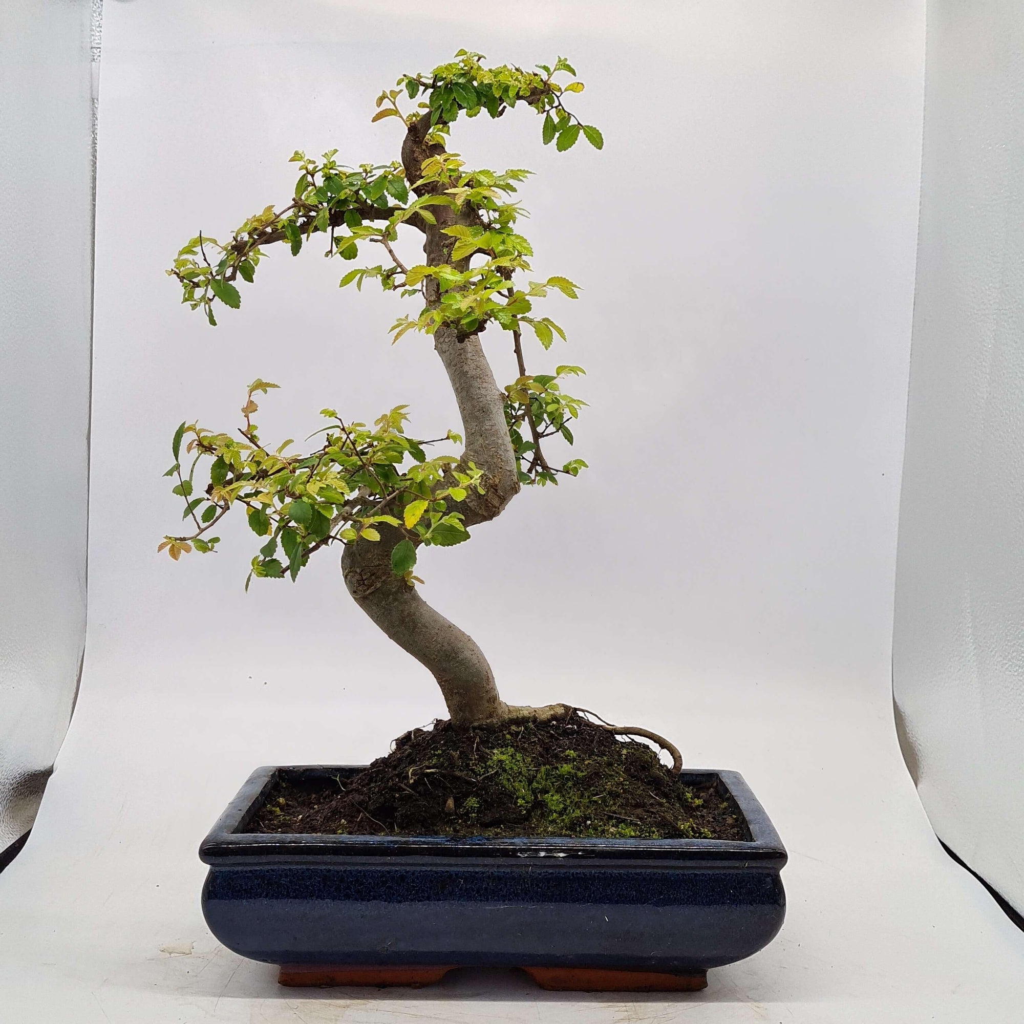 Chinese Elm (Ulmus Parvifolia) Bonsai Tree | Shaped | In 30cm Pot  | S251972