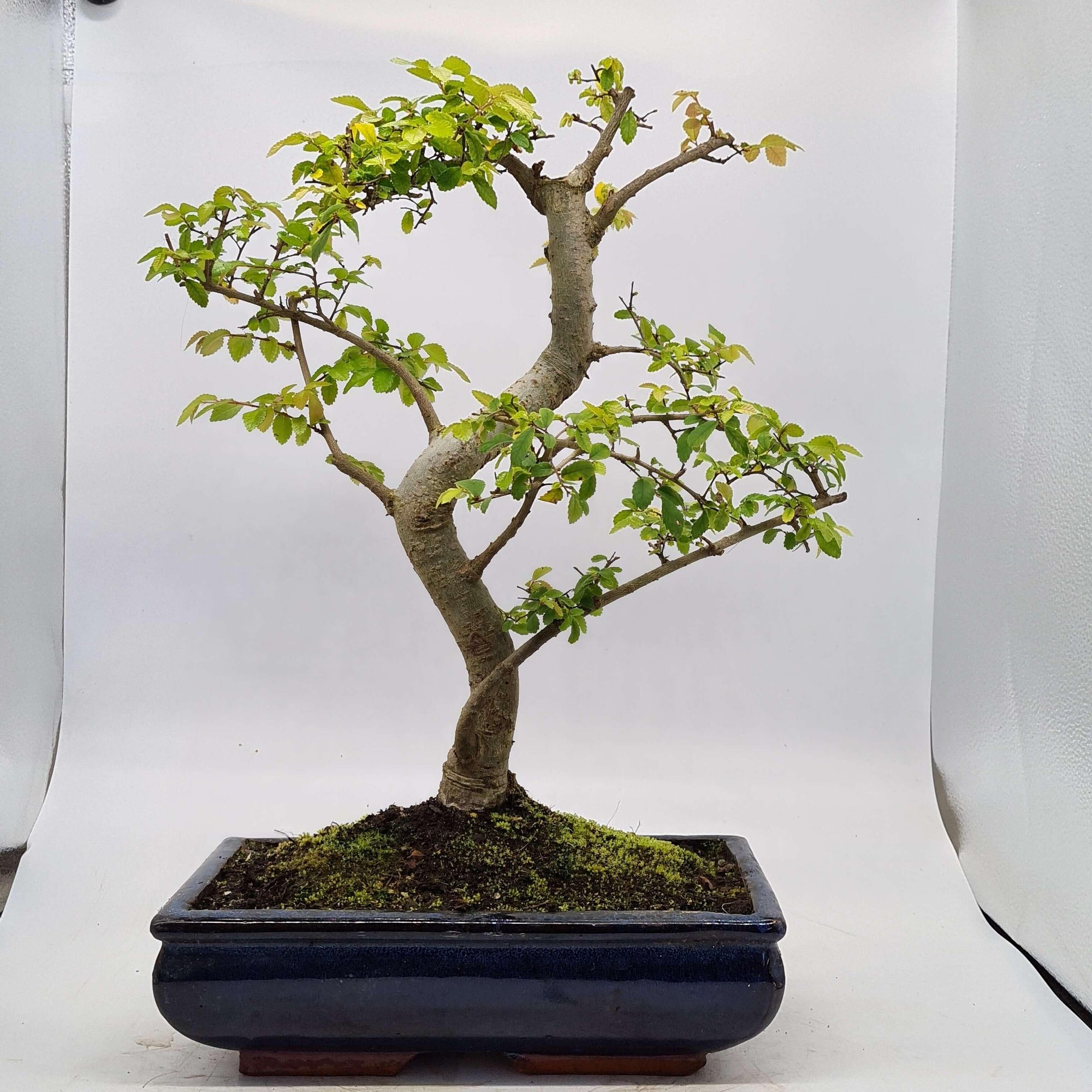 Chinese Elm (Ulmus Parvifolia) Bonsai Tree | Shaped | In 30cm Pot  | S251972