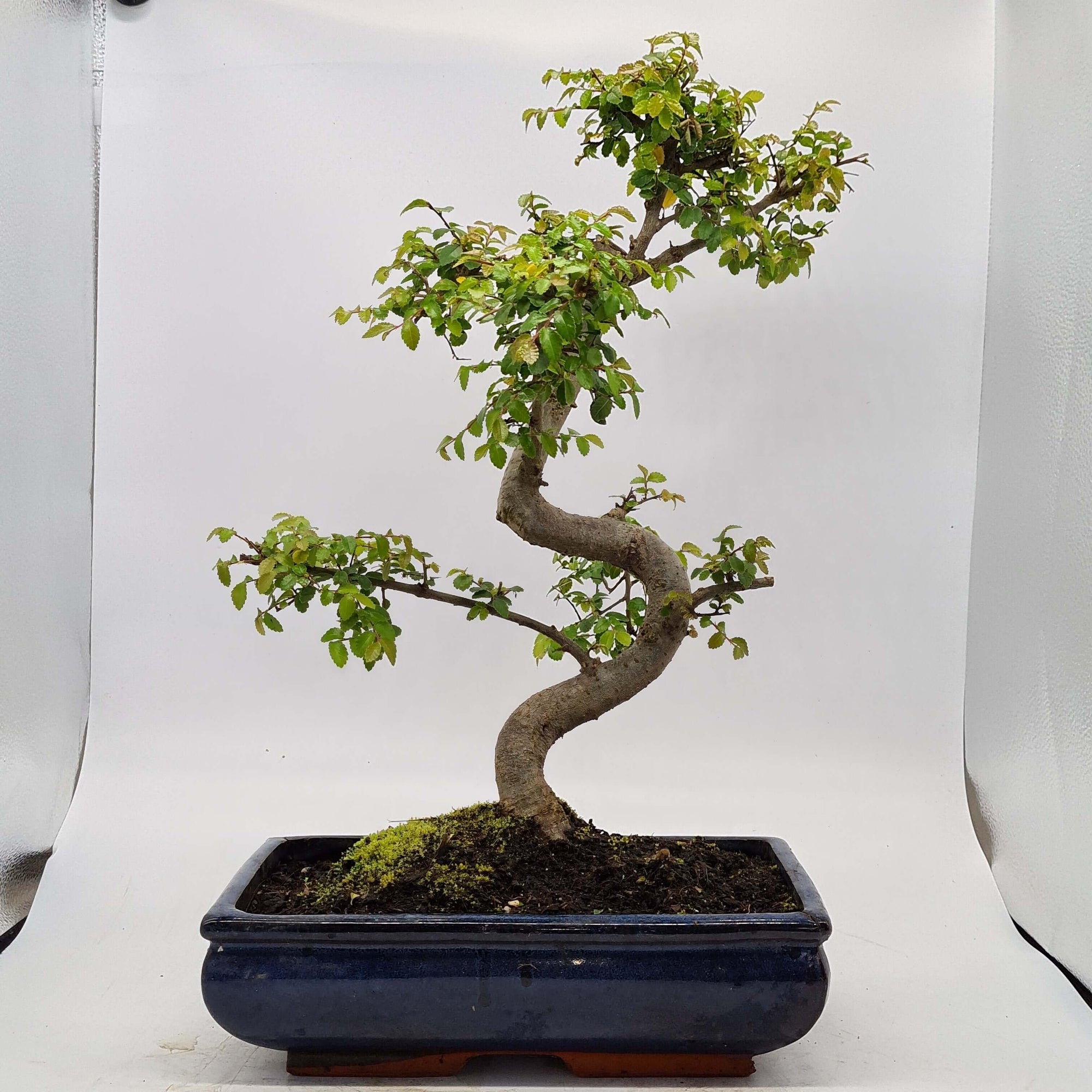 Chinese Elm (Ulmus Parvifolia) Bonsai Tree | Shaped | In 30cm Pot  | S251972