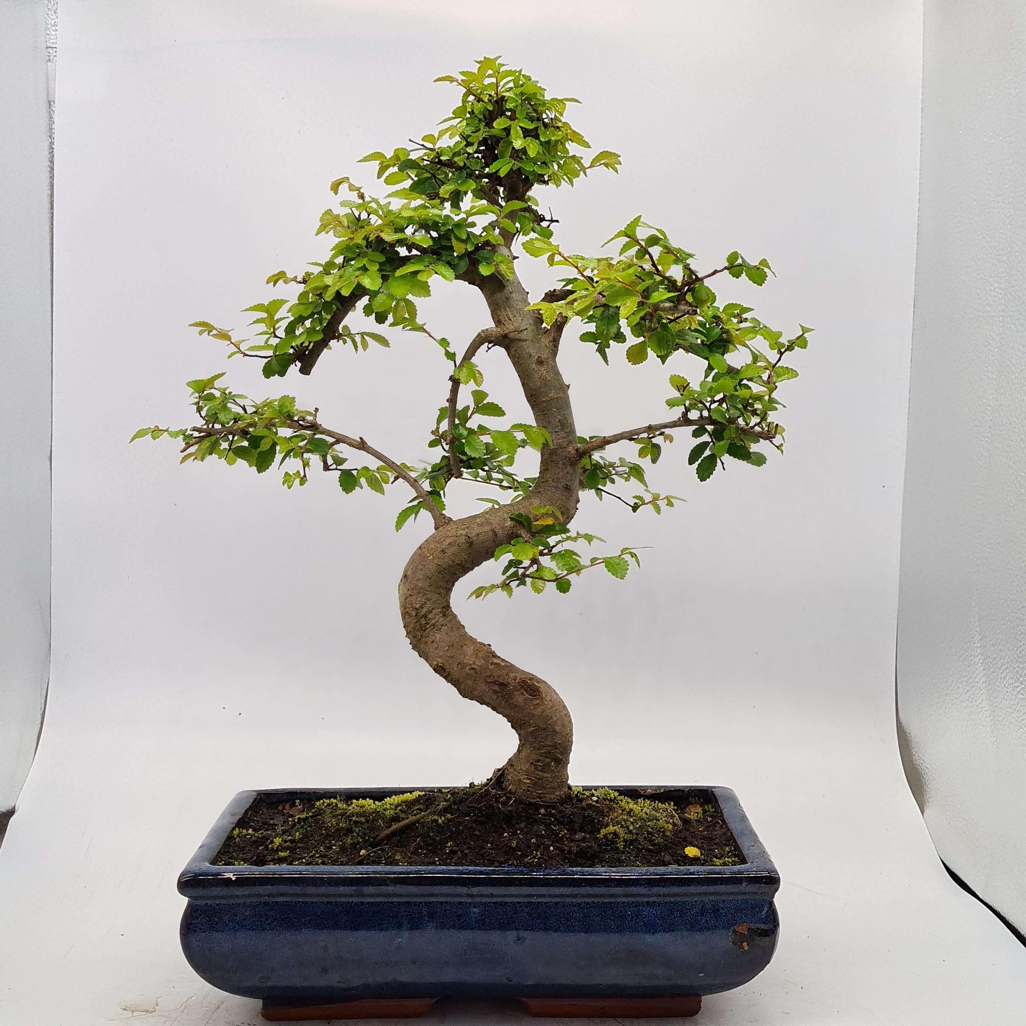 Chinese Elm (Ulmus Parvifolia) Bonsai Tree | Shaped | In 30cm Pot  | S251972