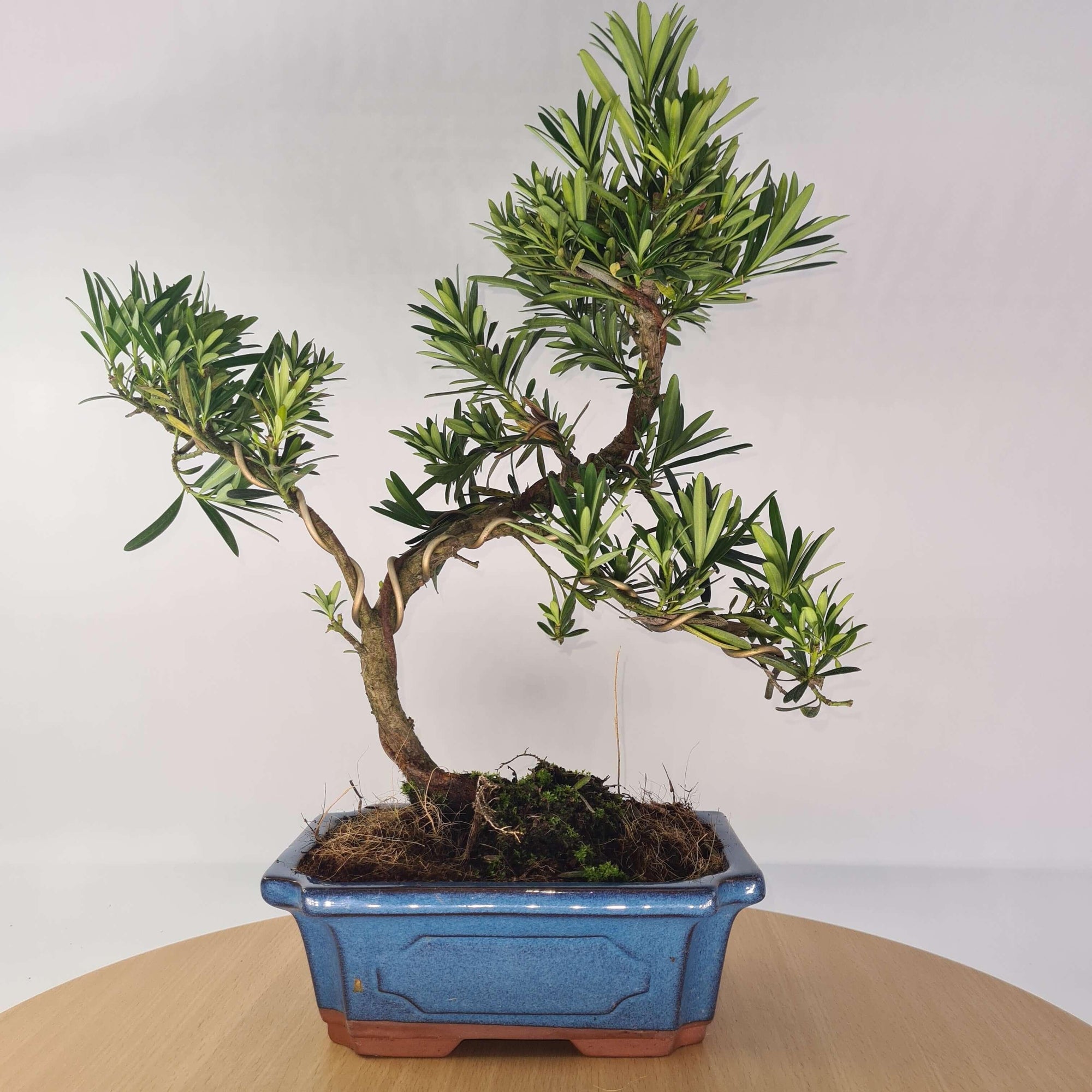 Buddhist Pine (Podocarpus Micro) Bonsai Tree | Shaped | In 20cm Pot  S25883