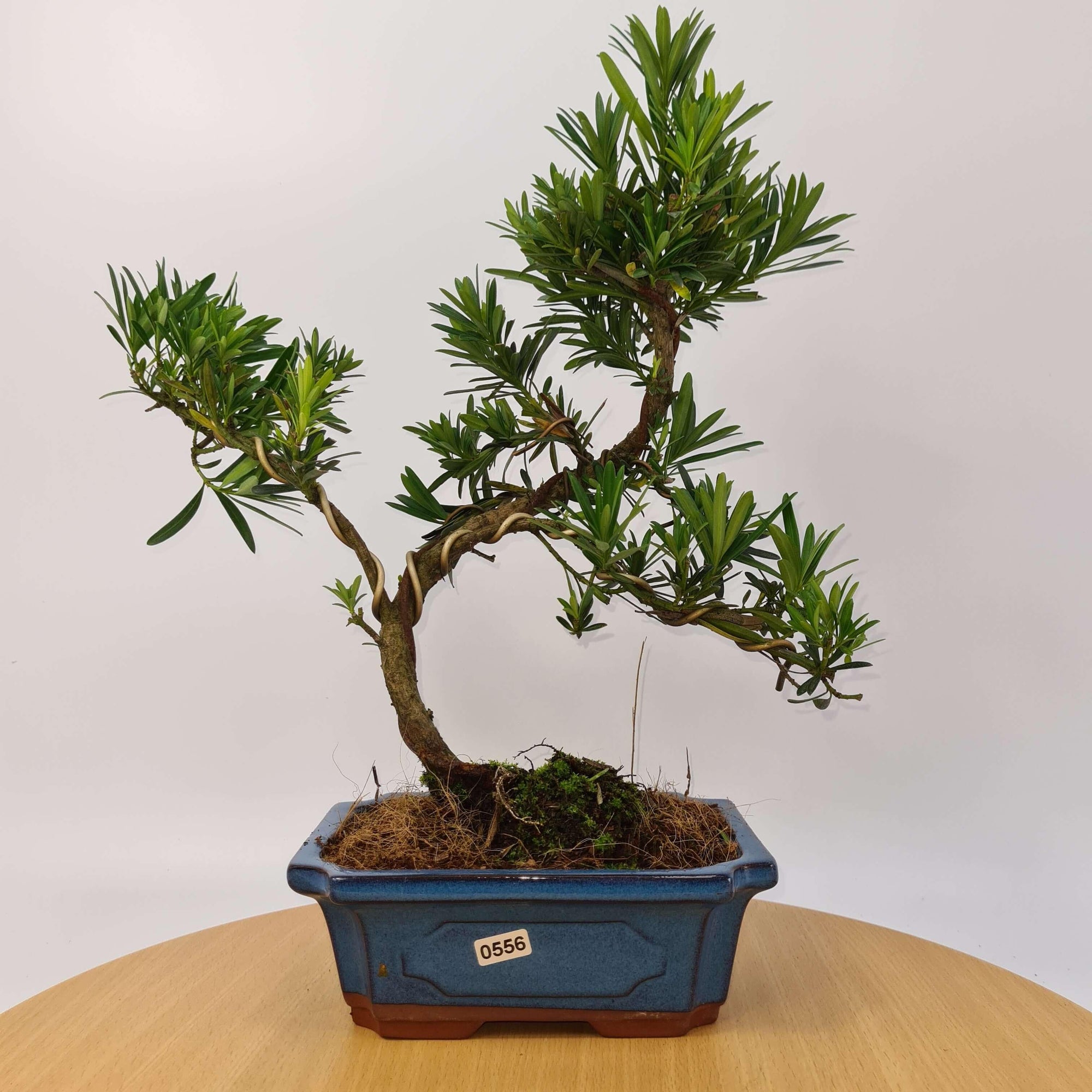Buddhist Pine (Podocarpus Micro) Bonsai Tree | Shaped | In 20cm Pot  S25883