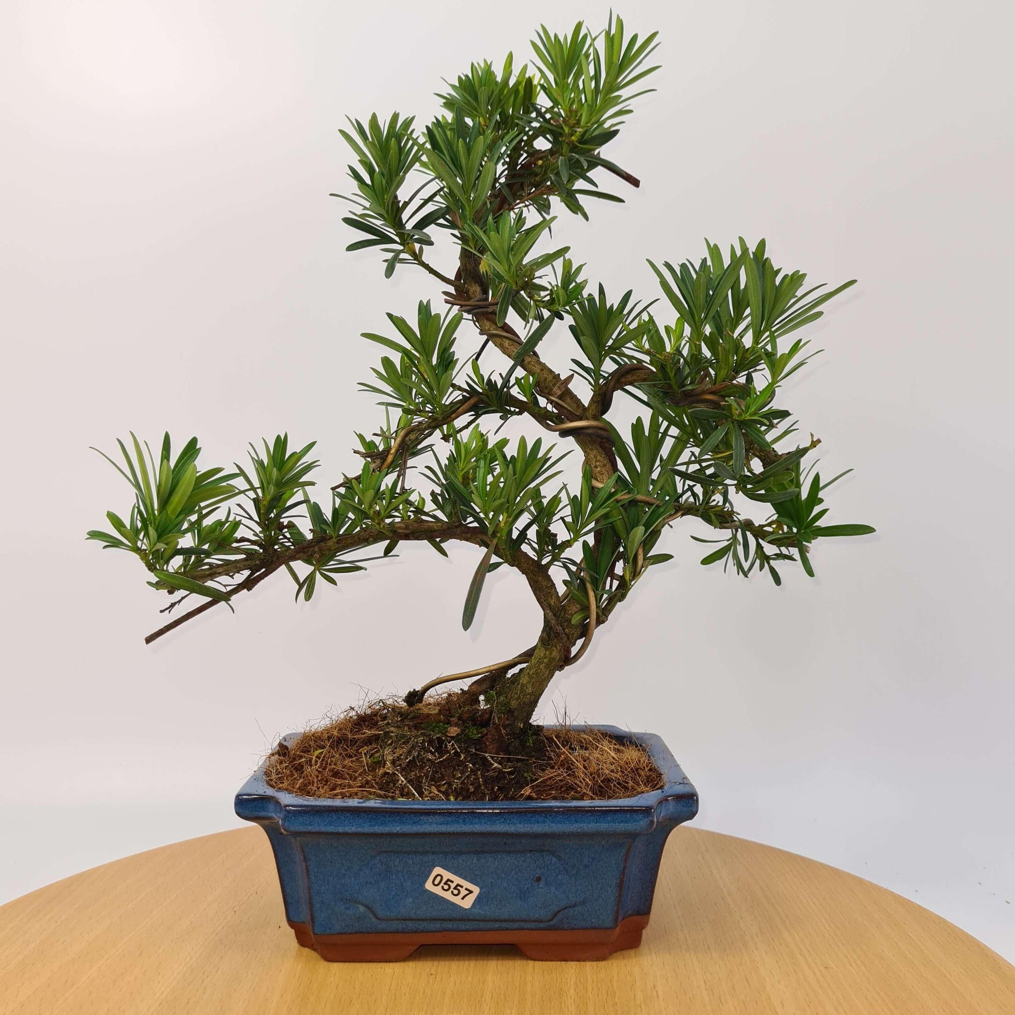 Buddhist Pine (Podocarpus Micro) Bonsai Tree | Shaped | In 20cm Pot  S25883