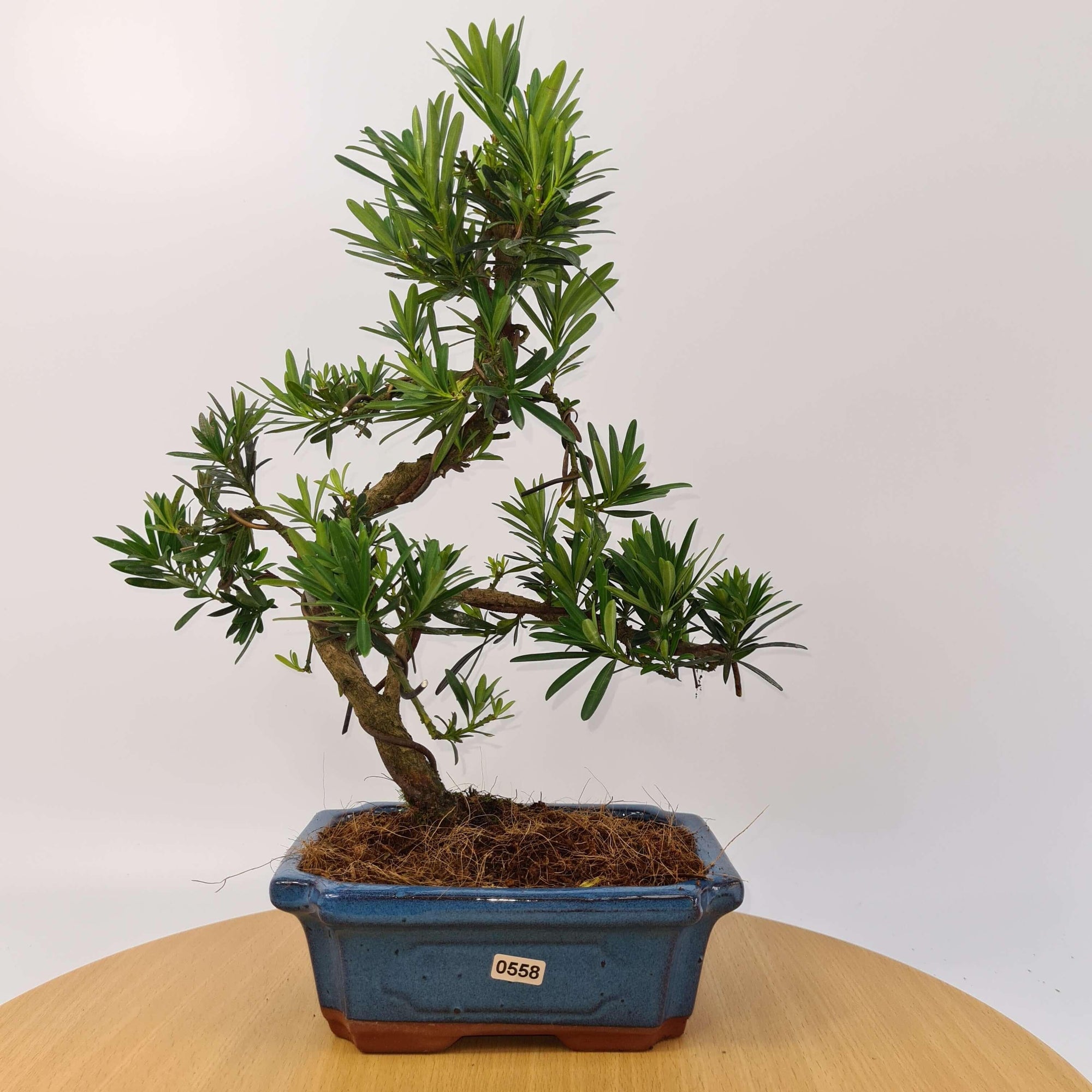 Buddhist Pine (Podocarpus Micro) Bonsai Tree | Shaped | In 20cm Pot  S25883