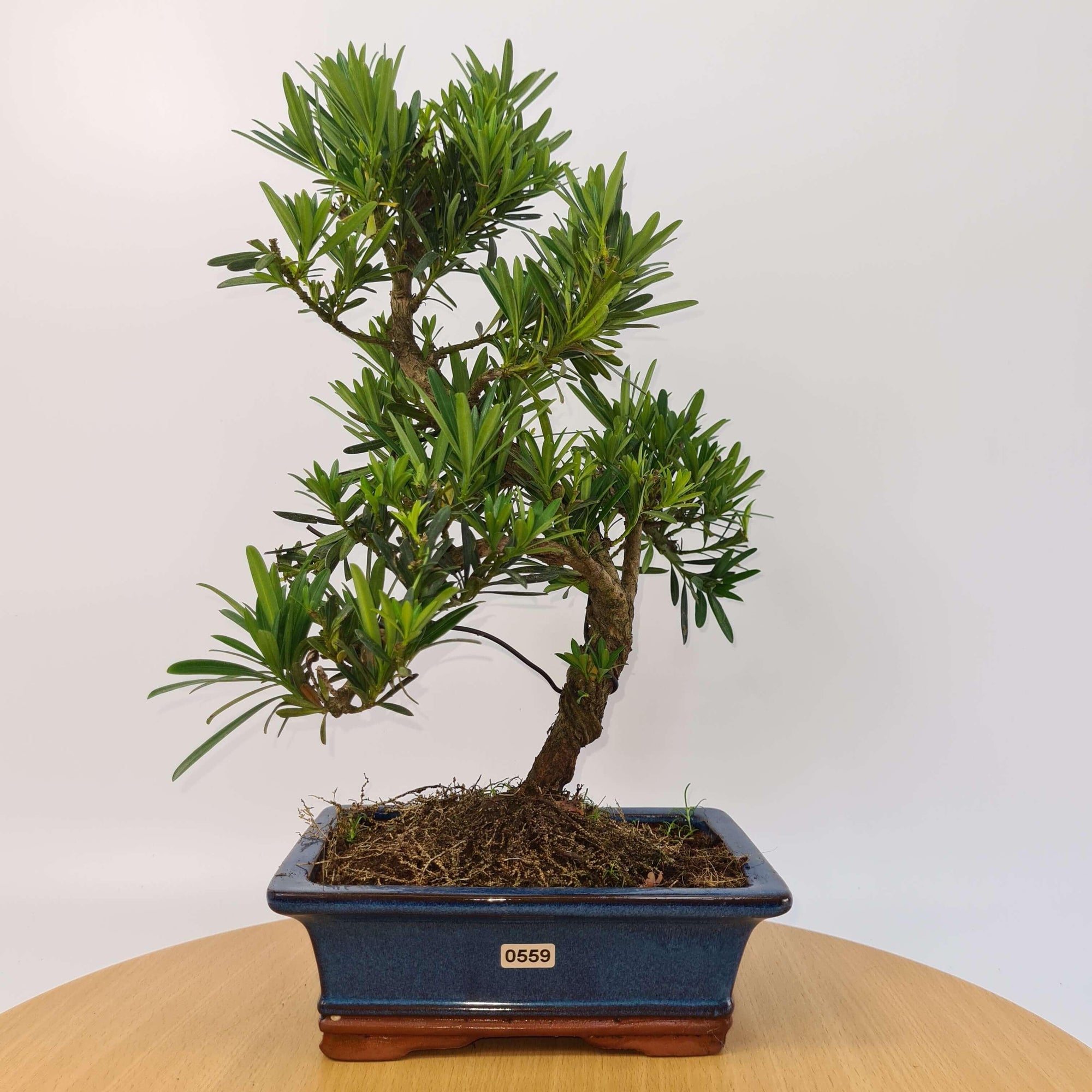 Buddhist Pine (Podocarpus Micro) Bonsai Tree | Shaped | In 20cm Pot  S25883