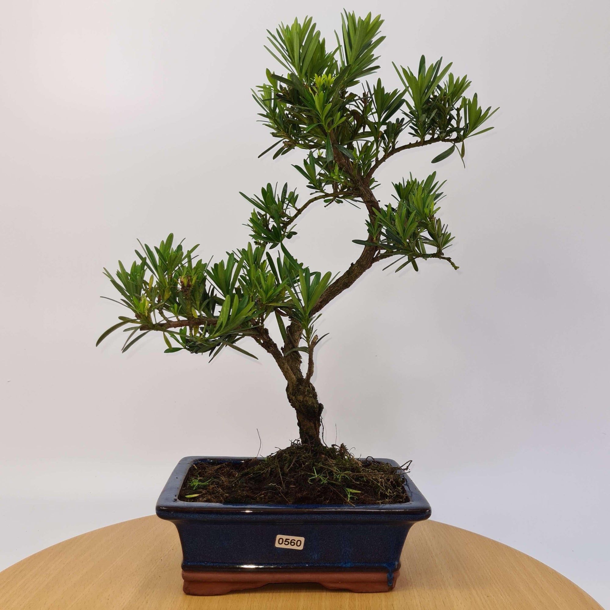 Buddhist Pine (Podocarpus Micro) Bonsai Tree | Shaped | In 20cm Pot  S25883