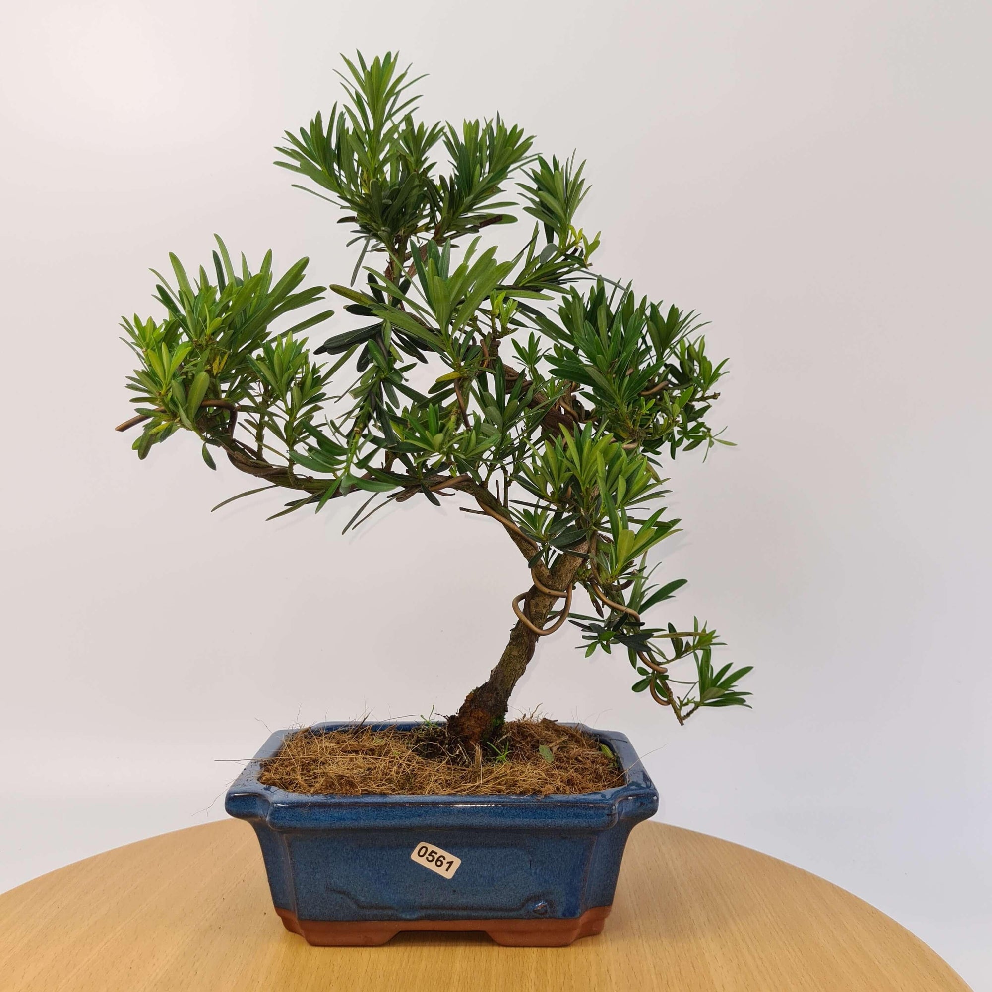 Buddhist Pine (Podocarpus Micro) Bonsai Tree | Shaped | In 20cm Pot  S25883