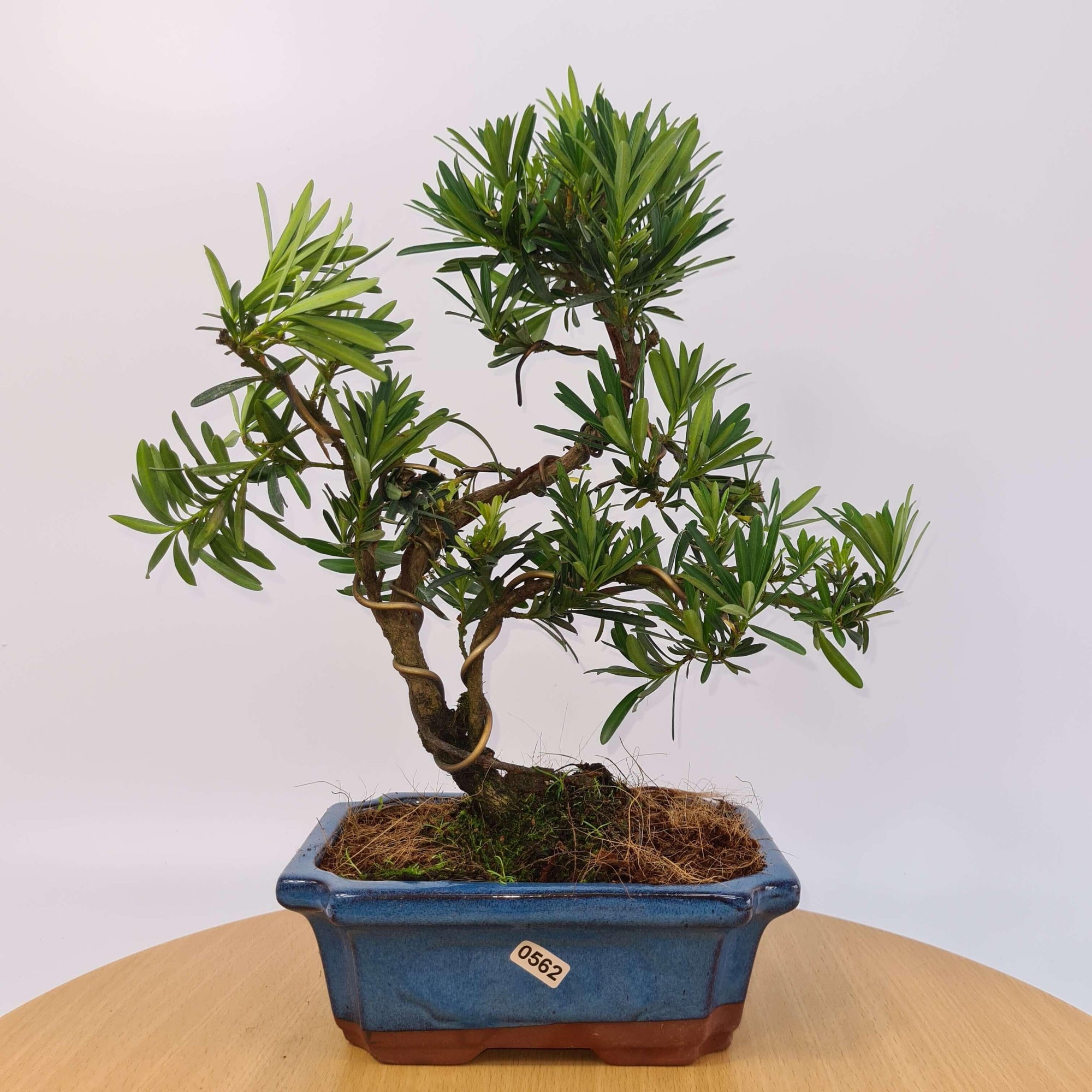 Buddhist Pine (Podocarpus Micro) Bonsai Tree | Shaped | In 20cm Pot  S25883