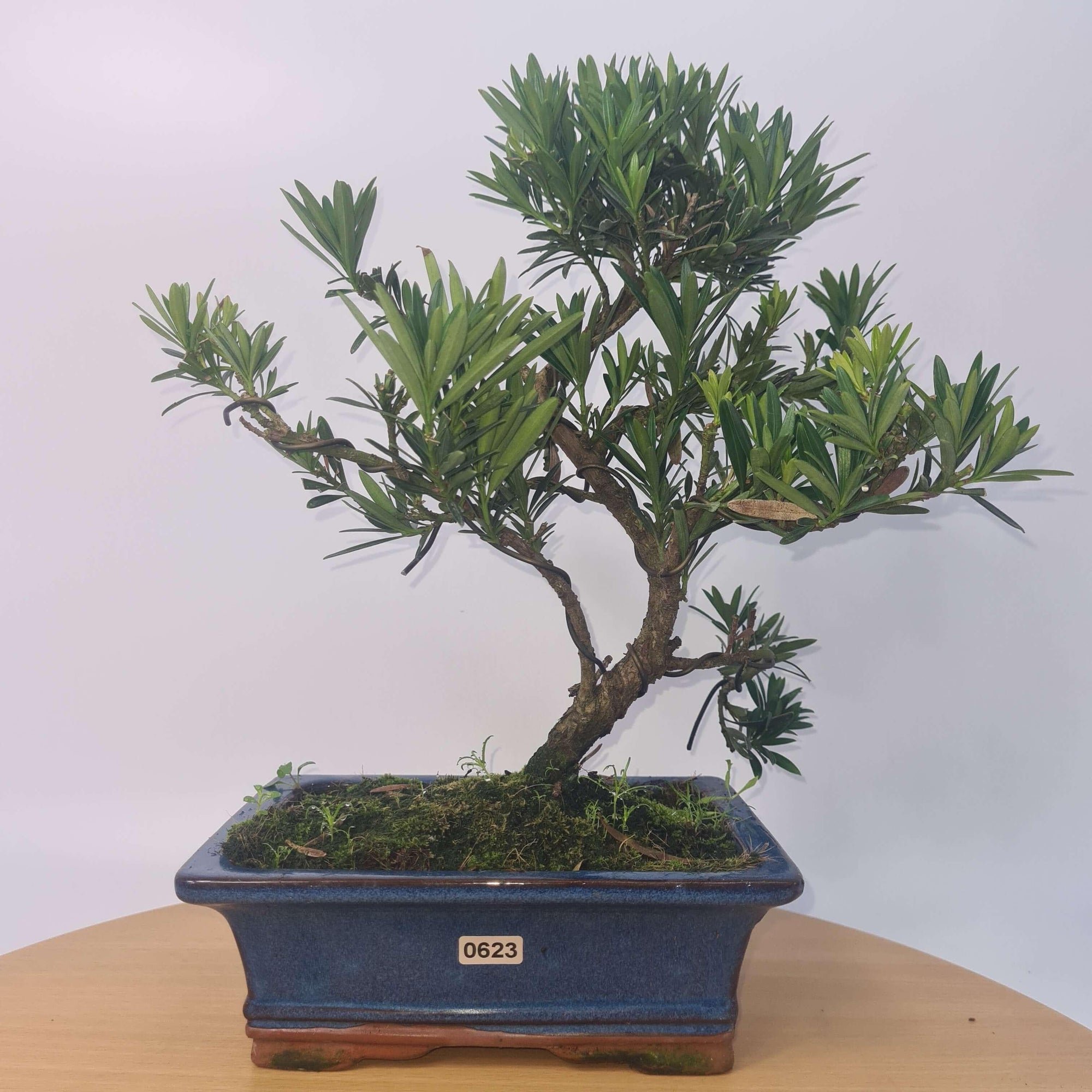 Buddhist Pine (Podocarpus Micro) Bonsai Tree | Shaped | In 20cm Pot  S25883