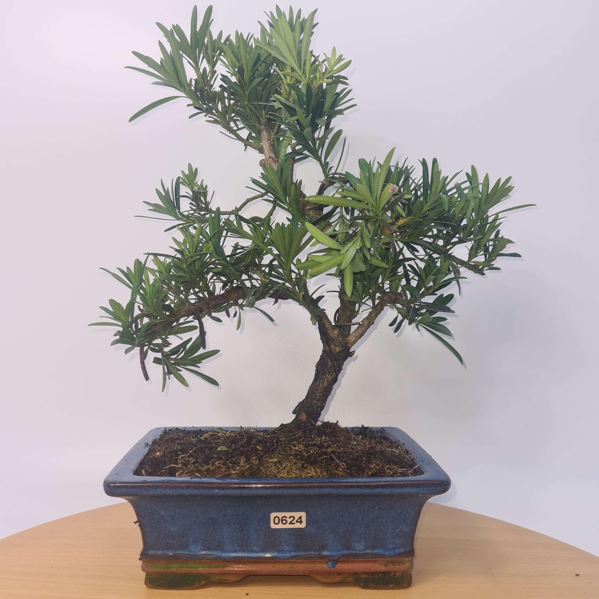Buddhist Pine (Podocarpus Micro) Bonsai Tree | Shaped | In 20cm Pot  S25883
