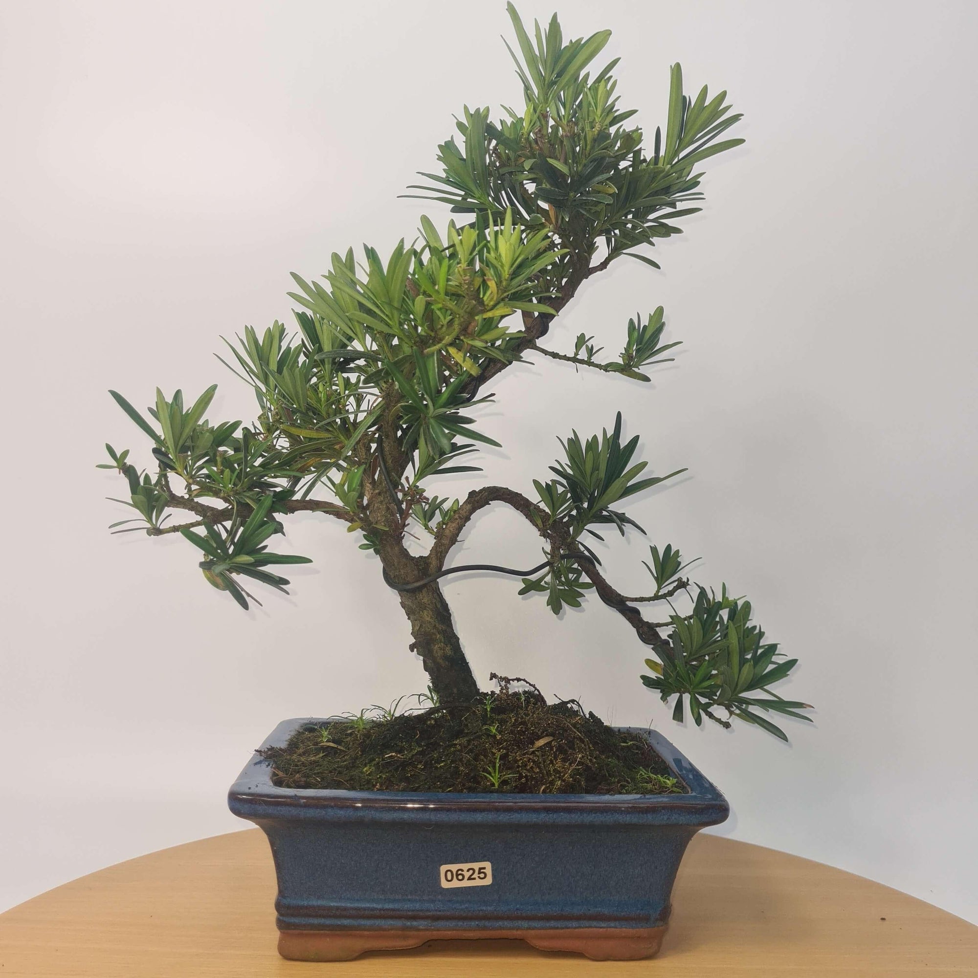 Buddhist Pine (Podocarpus Micro) Bonsai Tree | Shaped | In 20cm Pot  S25883