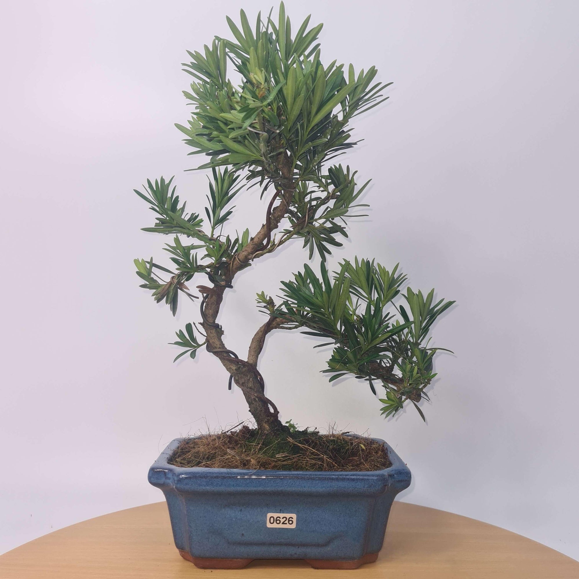 Buddhist Pine (Podocarpus Micro) Bonsai Tree | Shaped | In 20cm Pot  S25883
