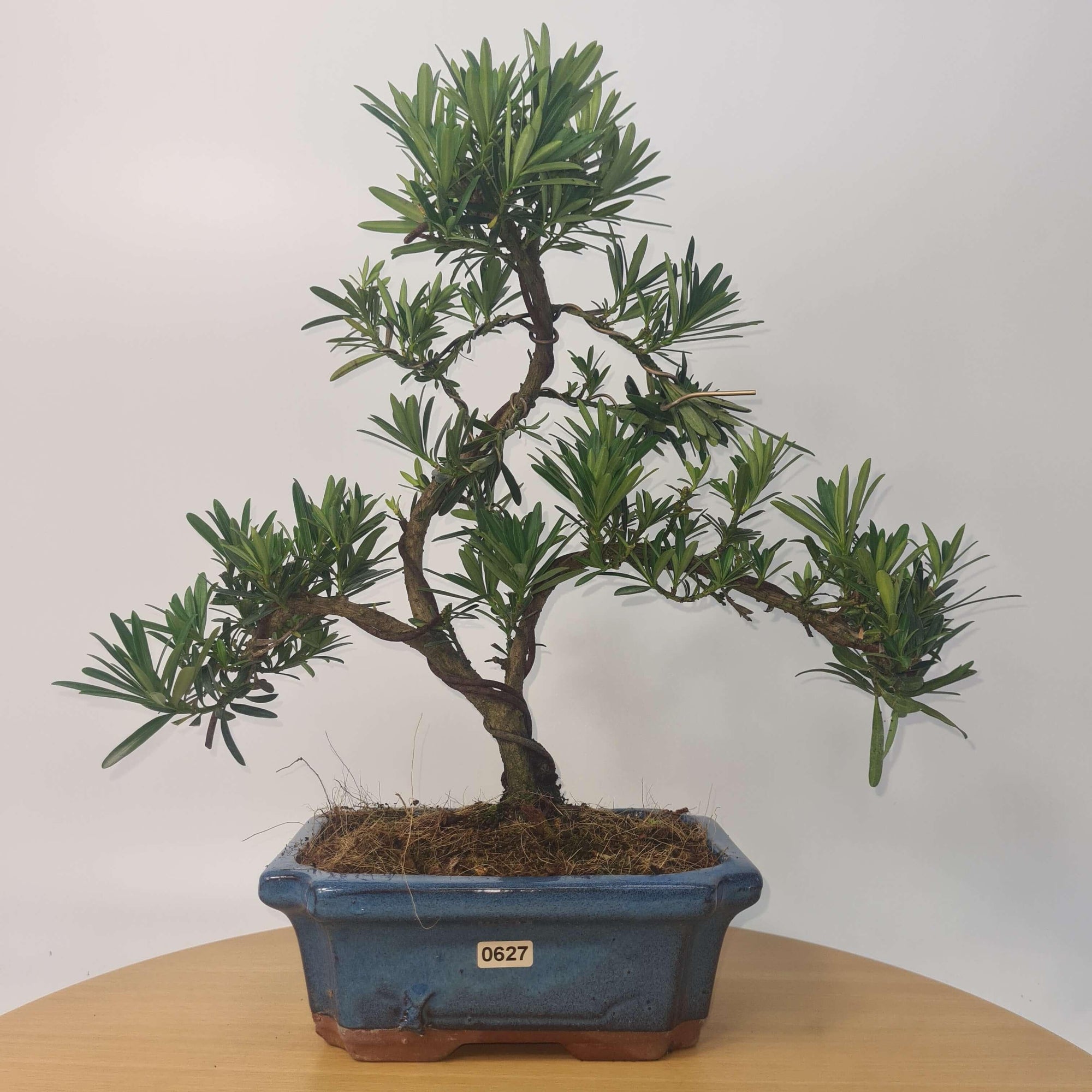 Buddhist Pine (Podocarpus Micro) Bonsai Tree | Shaped | In 20cm Pot  S25883