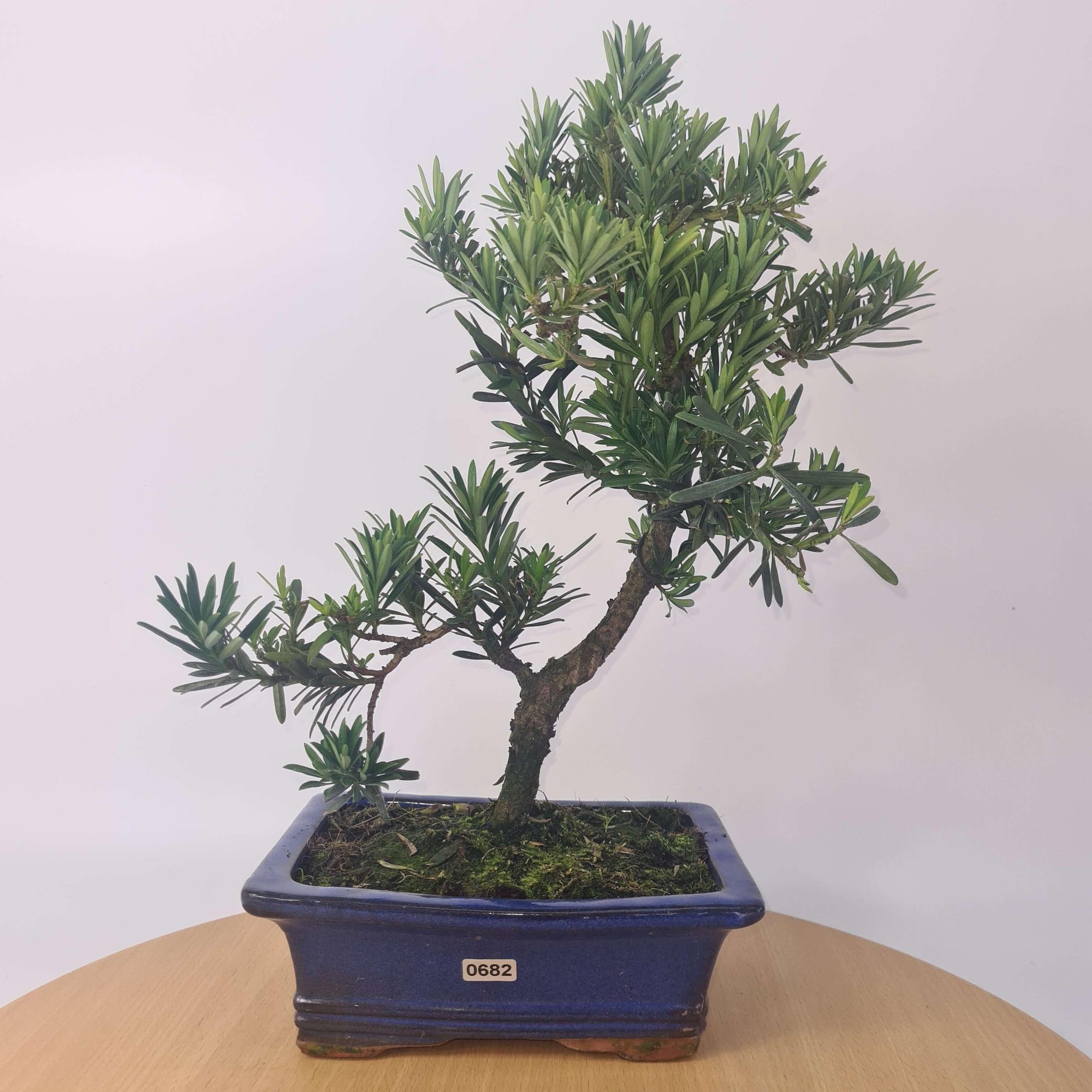 Buddhist Pine (Podocarpus Micro) Bonsai Tree | Shaped | In 20cm Pot  S25883