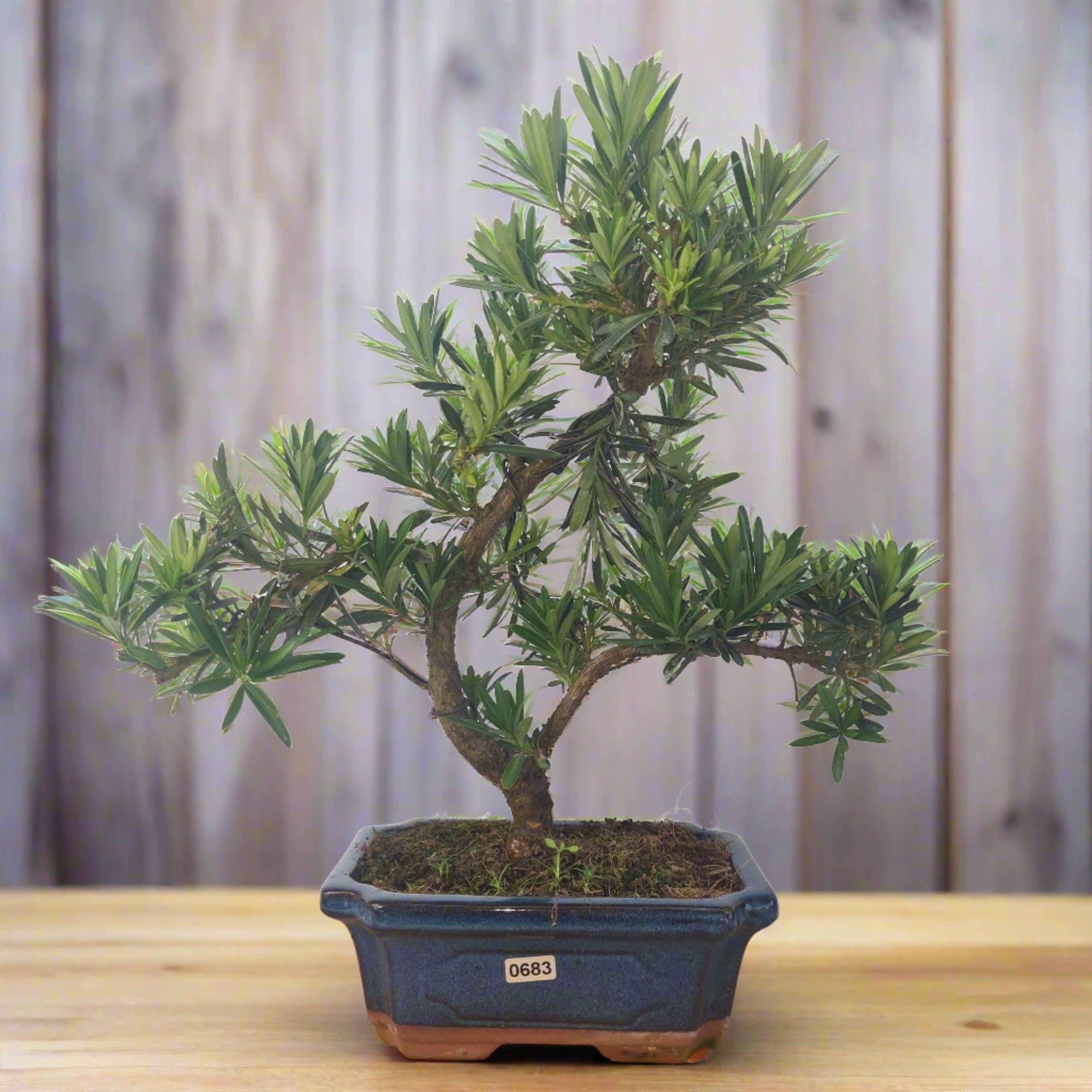 Buddhist Pine (Podocarpus Micro) Bonsai Tree | Shaped | In 20cm Pot  S25883