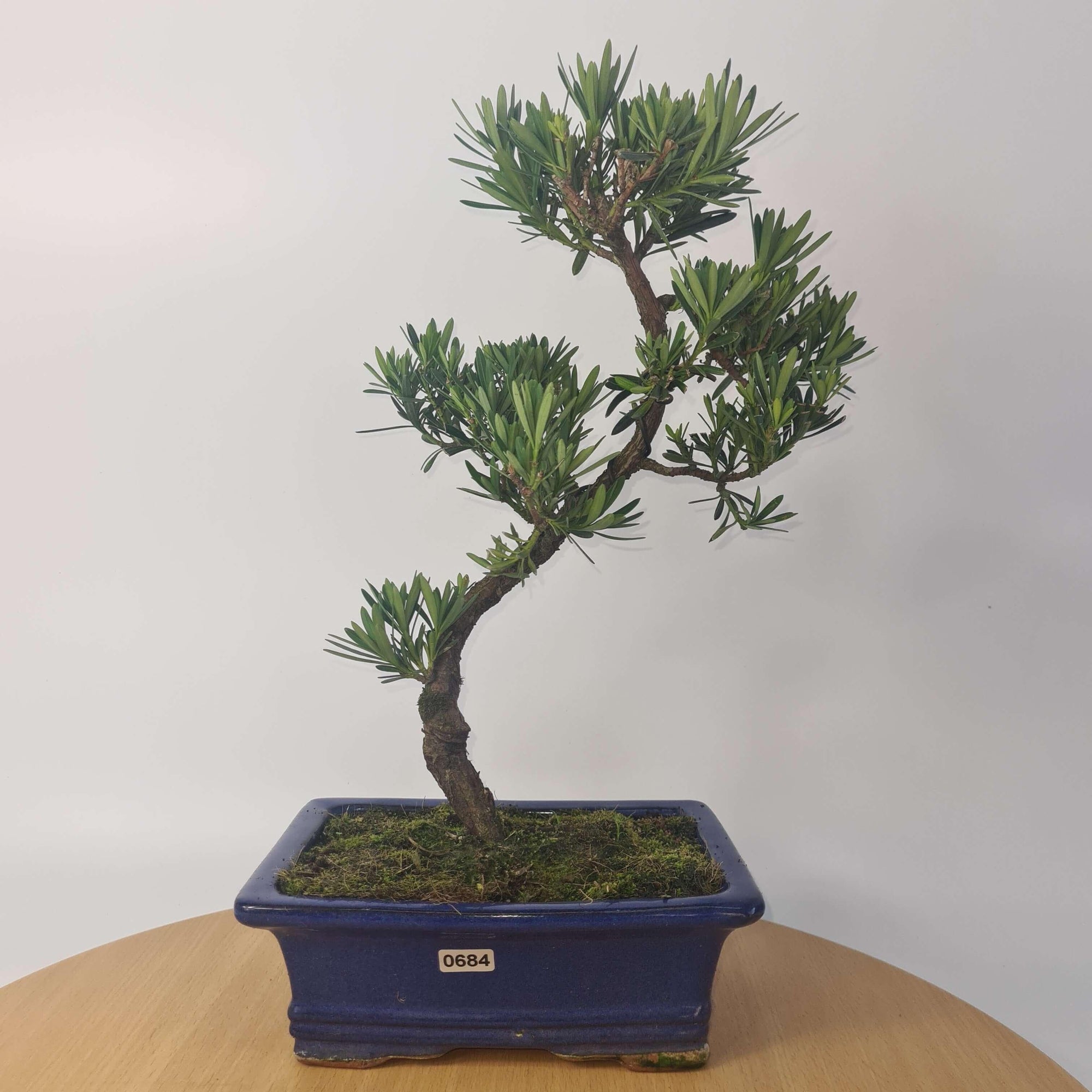 Buddhist Pine (Podocarpus Micro) Bonsai Tree | Shaped | In 20cm Pot  S25883