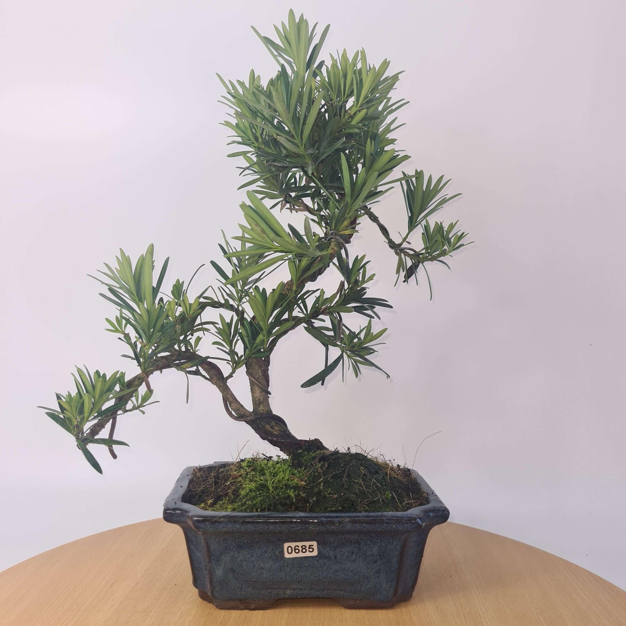 Buddhist Pine (Podocarpus Micro) Bonsai Tree | Shaped | In 20cm Pot  S25883