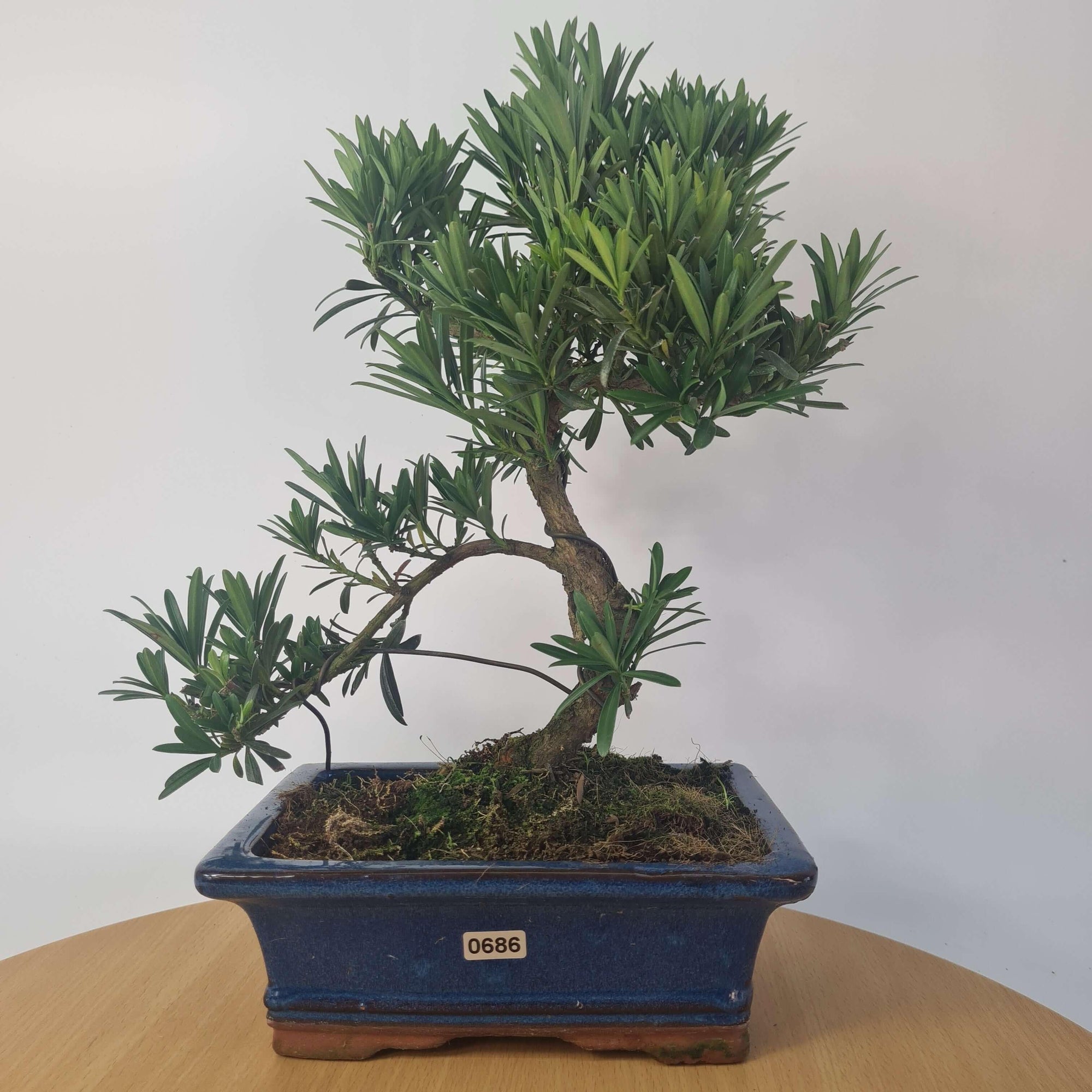 Buddhist Pine (Podocarpus Micro) Bonsai Tree | Shaped | In 20cm Pot  S25883
