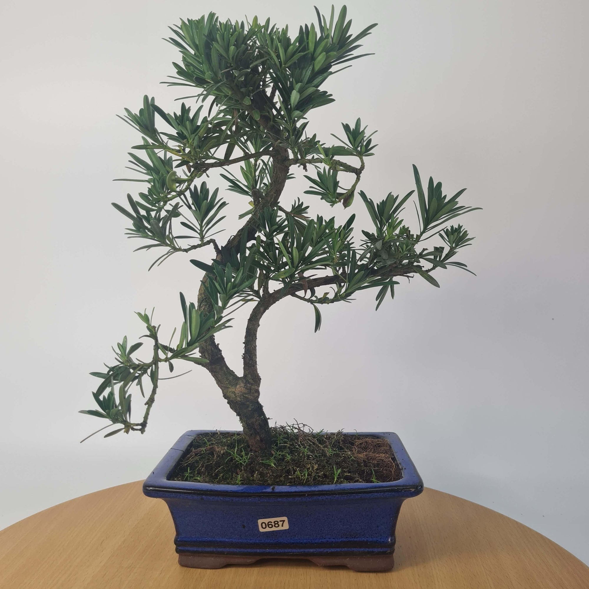 Buddhist Pine (Podocarpus Micro) Bonsai Tree | Shaped | In 20cm Pot  S25883