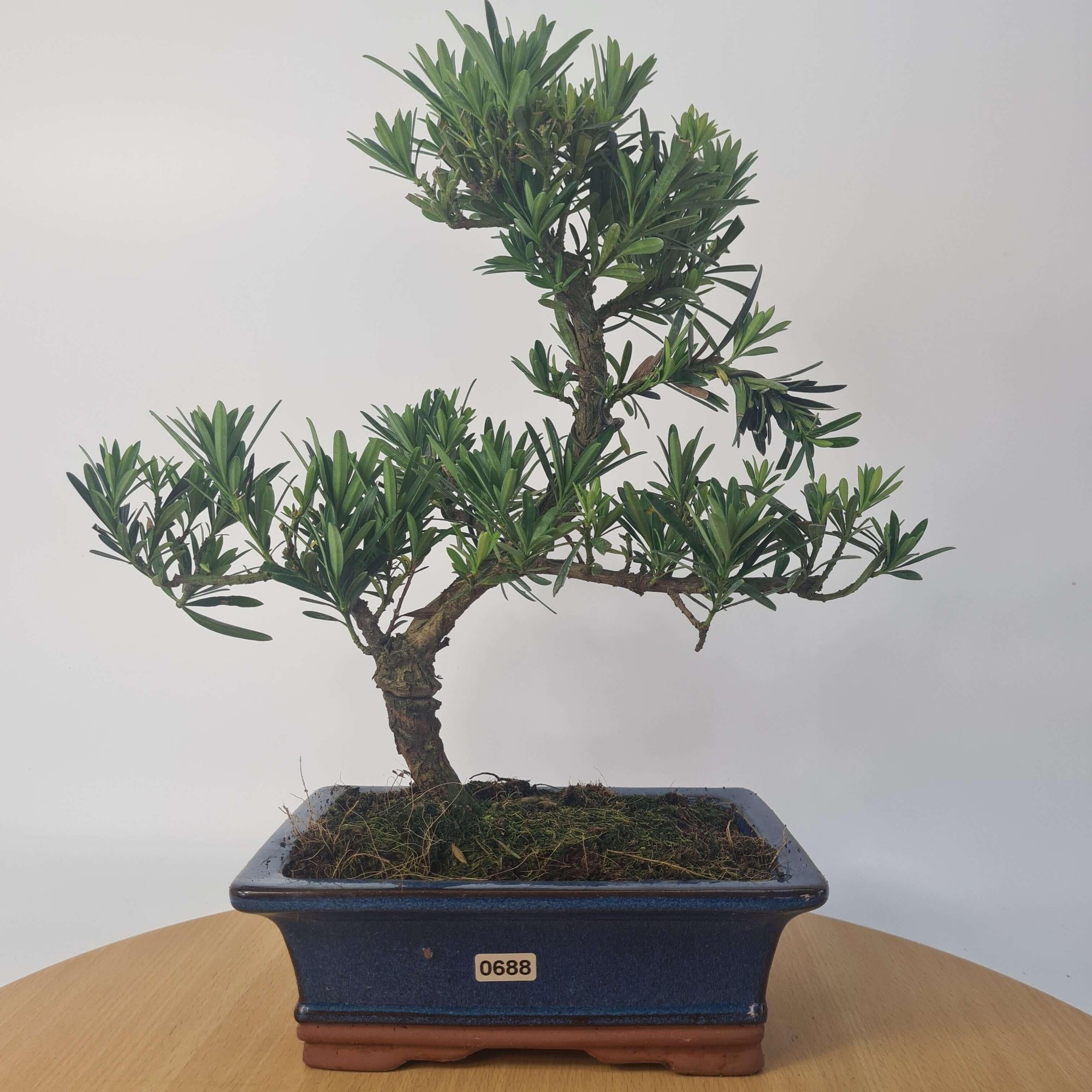 Buddhist Pine (Podocarpus Micro) Bonsai Tree | Shaped | In 20cm Pot  S25883