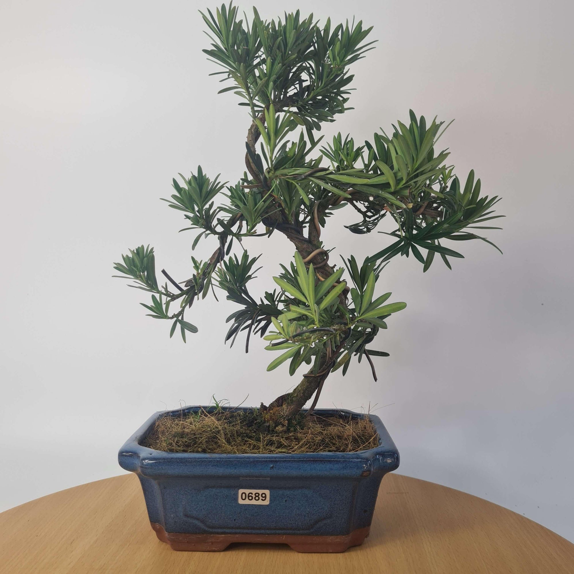 Buddhist Pine (Podocarpus Micro) Bonsai Tree | Shaped | In 20cm Pot  S25883