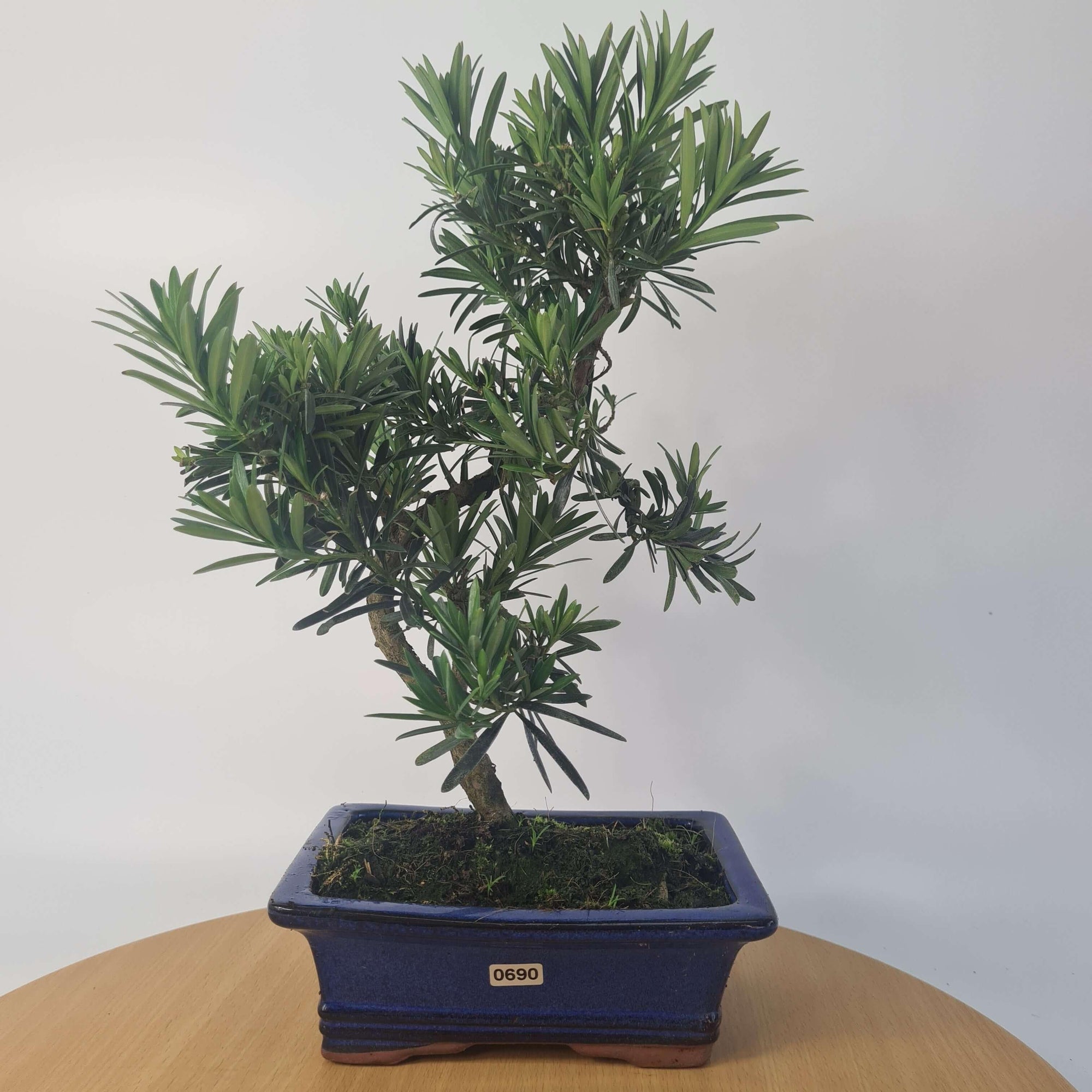 Buddhist Pine (Podocarpus Micro) Bonsai Tree | Shaped | In 20cm Pot  S25883