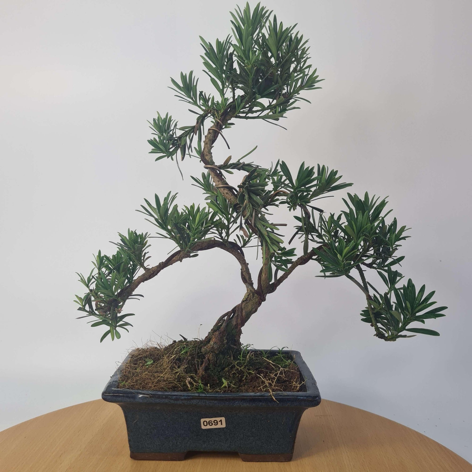 Buddhist Pine (Podocarpus Micro) Bonsai Tree | Shaped | In 20cm Pot  S25883