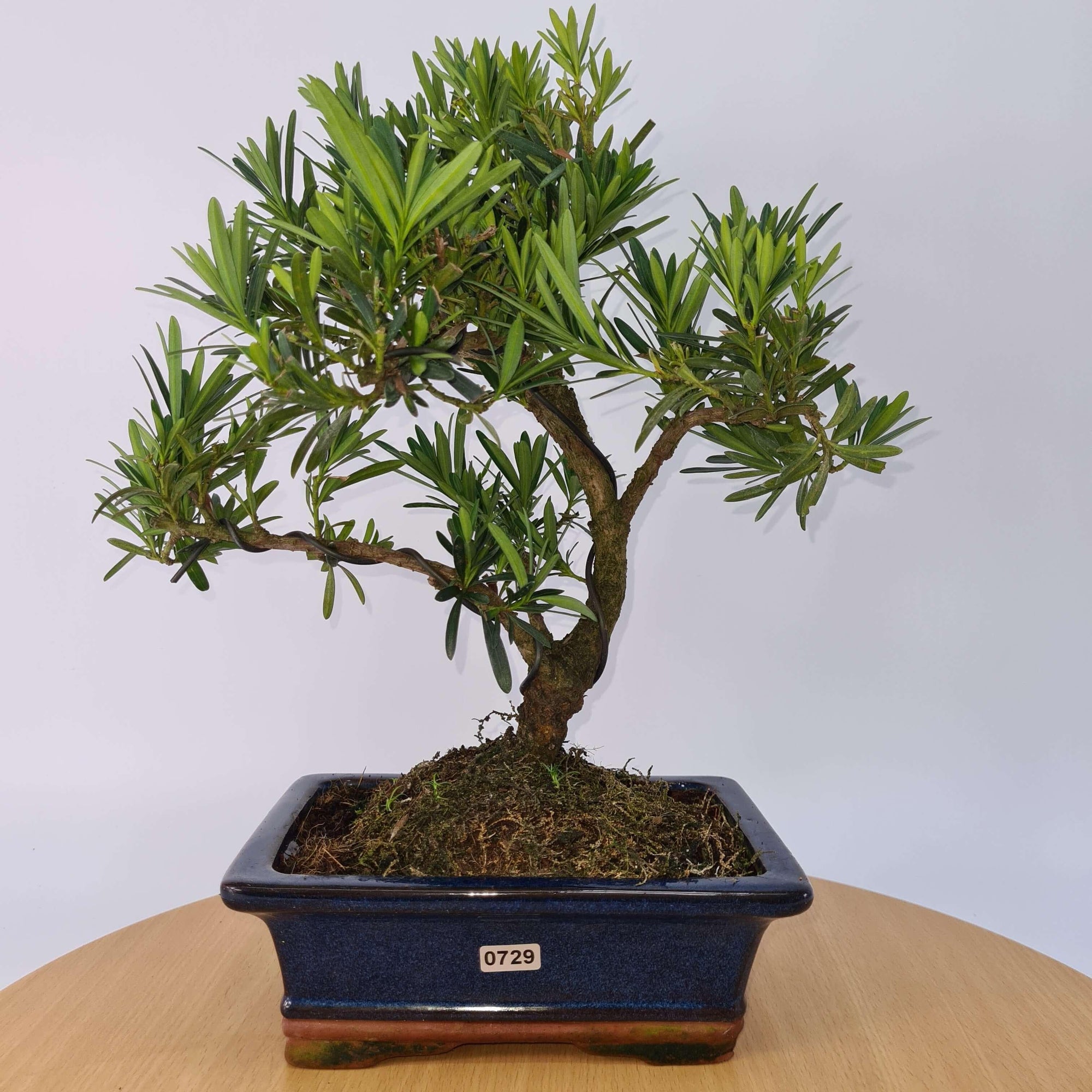 Buddhist Pine (Podocarpus Micro) Bonsai Tree | Shaped | In 20cm Pot  S25883