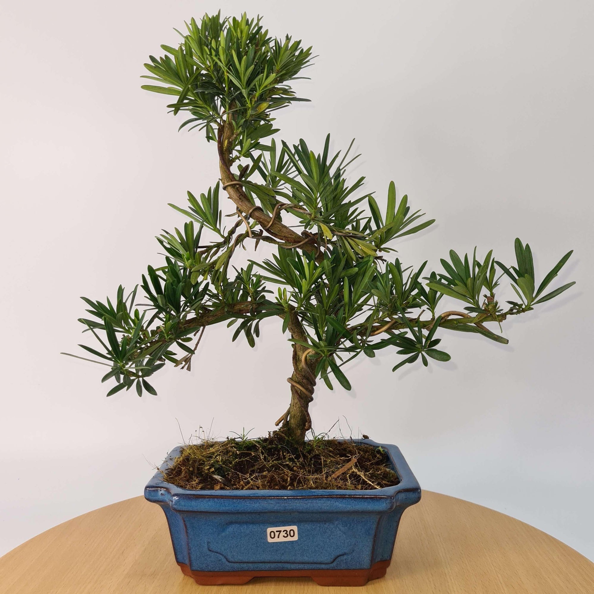 Buddhist Pine (Podocarpus Micro) Bonsai Tree | Shaped | In 20cm Pot  S25883