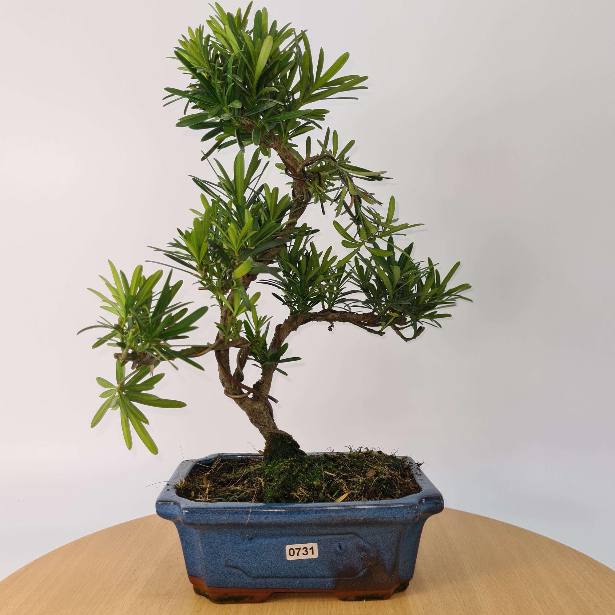 Buddhist Pine (Podocarpus Micro) Bonsai Tree | Shaped | In 20cm Pot  S25883
