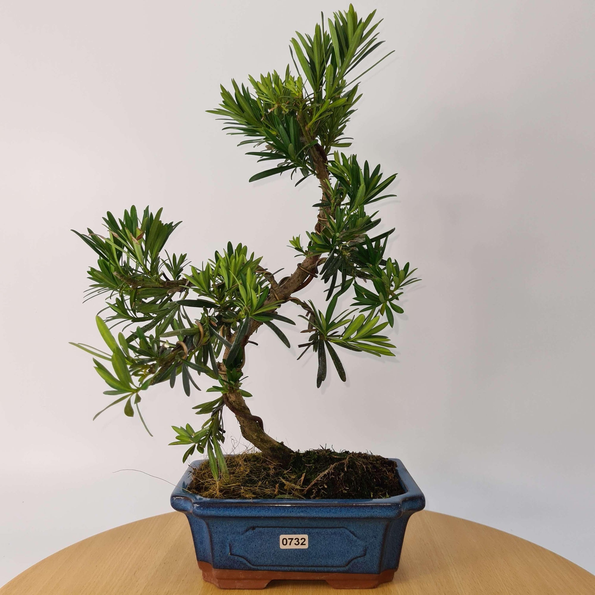 Buddhist Pine (Podocarpus Micro) Bonsai Tree | Shaped | In 20cm Pot  S25883