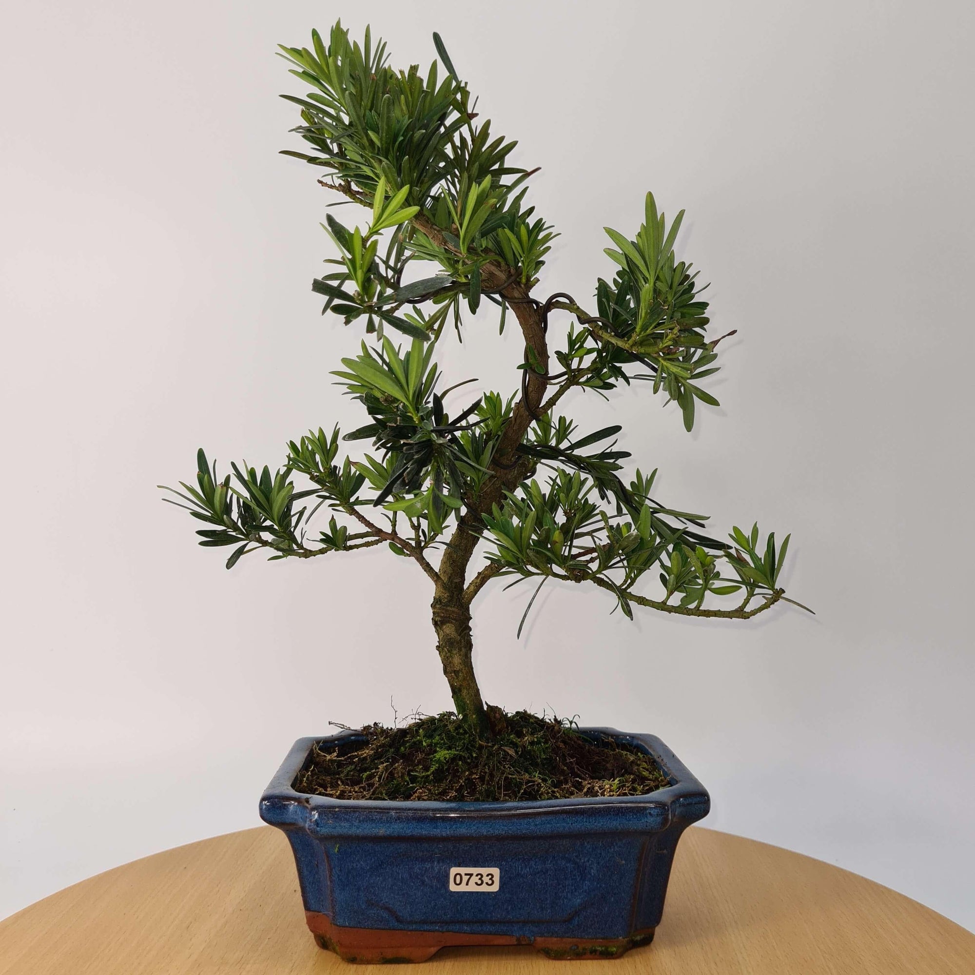 Buddhist Pine (Podocarpus Micro) Bonsai Tree | Shaped | In 20cm Pot  S25883