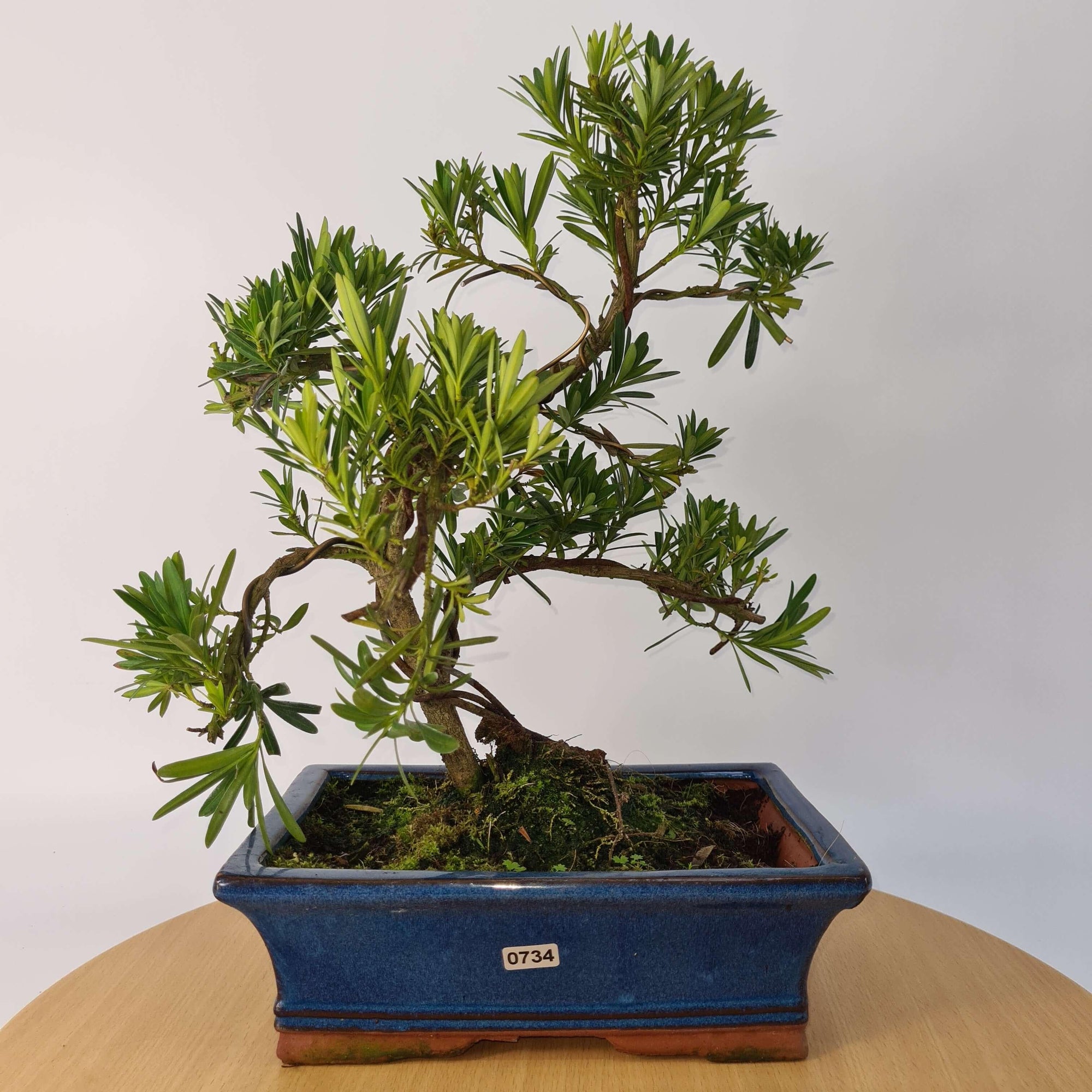 Buddhist Pine (Podocarpus Micro) Bonsai Tree | Shaped | In 30cm Pot  | S251974