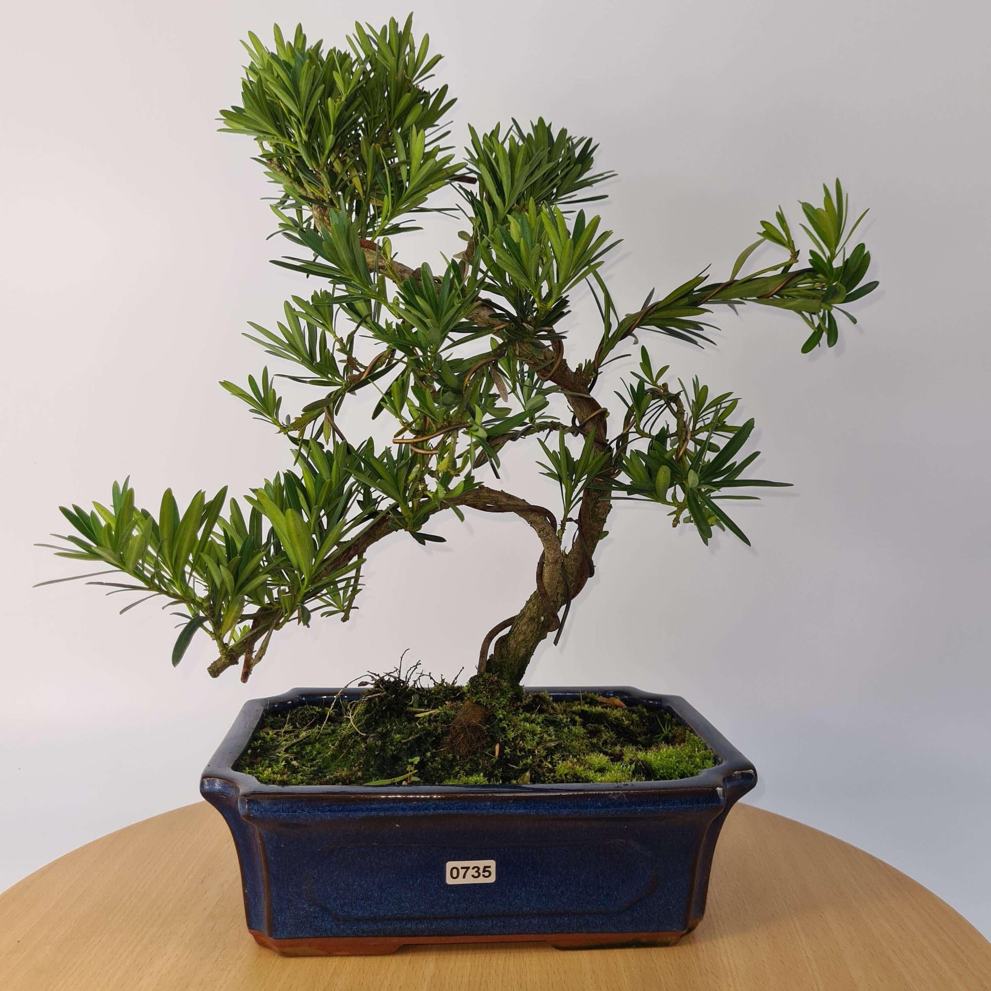 Buddhist Pine (Podocarpus Micro) Bonsai Tree | Shaped | In 25cm Pot  | S251973