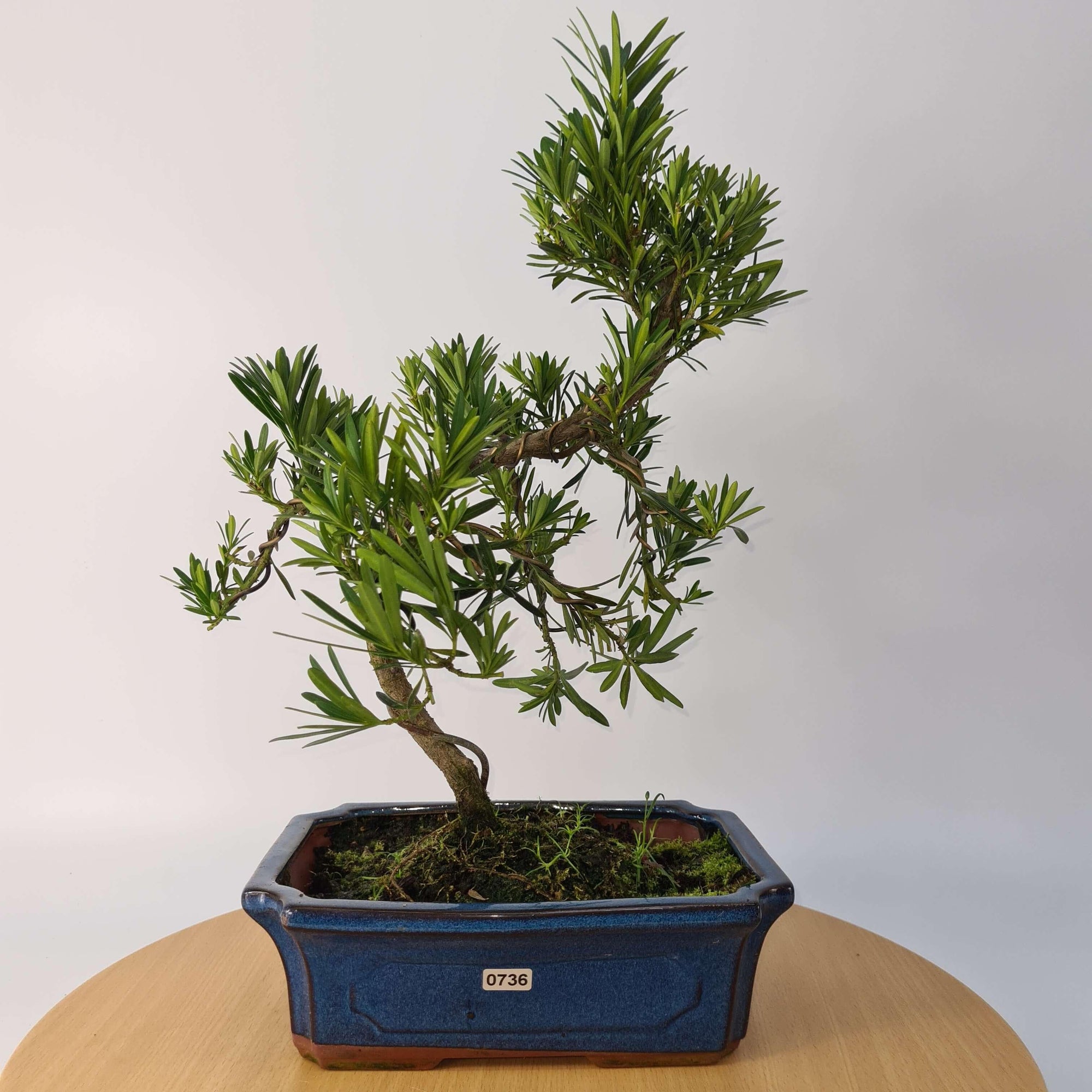 Buddhist Pine (Podocarpus Micro) Bonsai Tree | Shaped | In 25cm Pot  | S251973