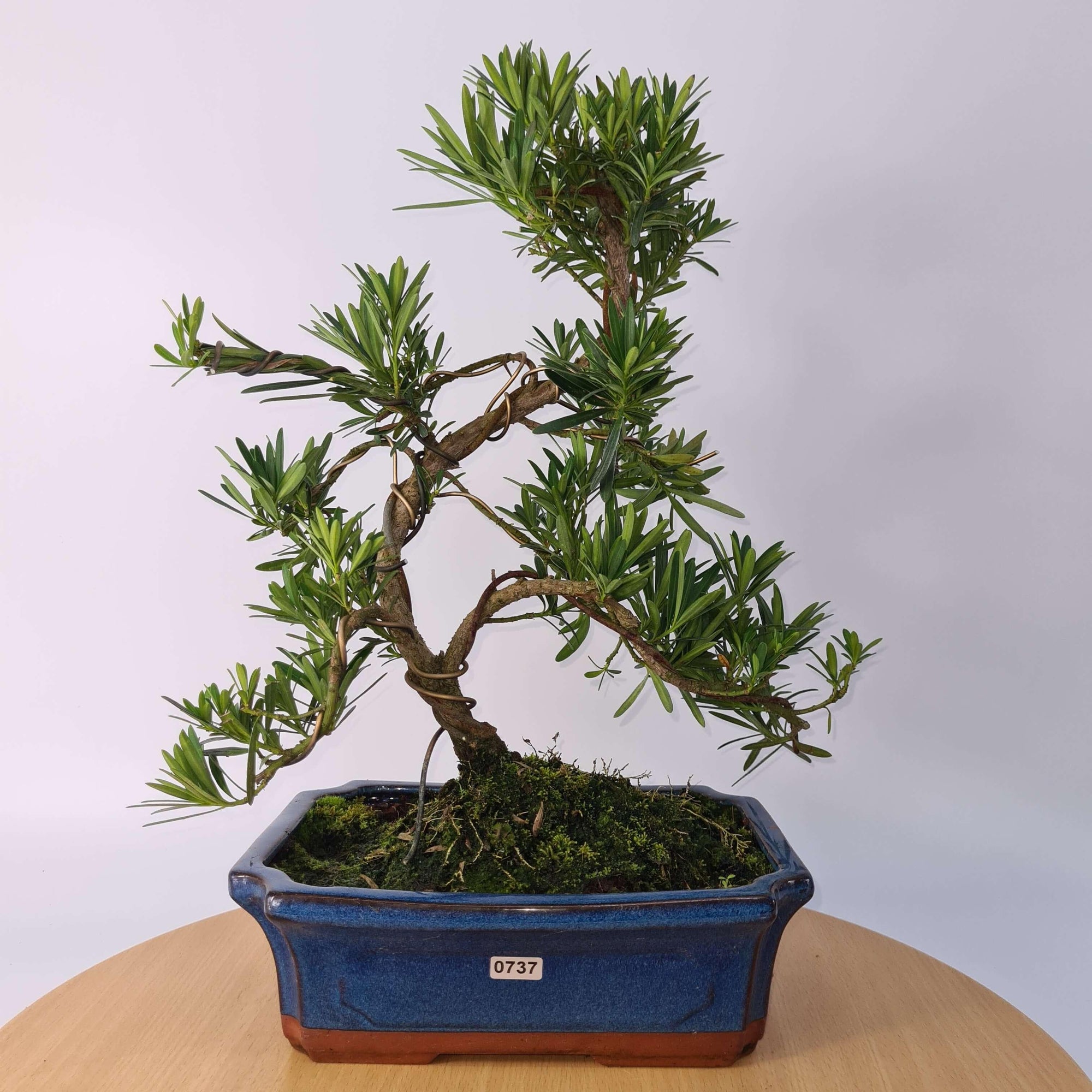 Buddhist Pine (Podocarpus Micro) Bonsai Tree | Shaped | In 25cm Pot  | S251973