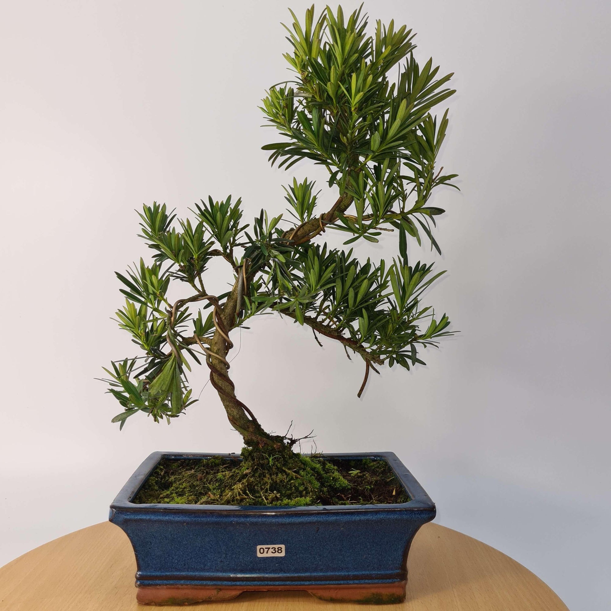 Buddhist Pine (Podocarpus Micro) Bonsai Tree | Shaped | In 30cm Pot  | S251974