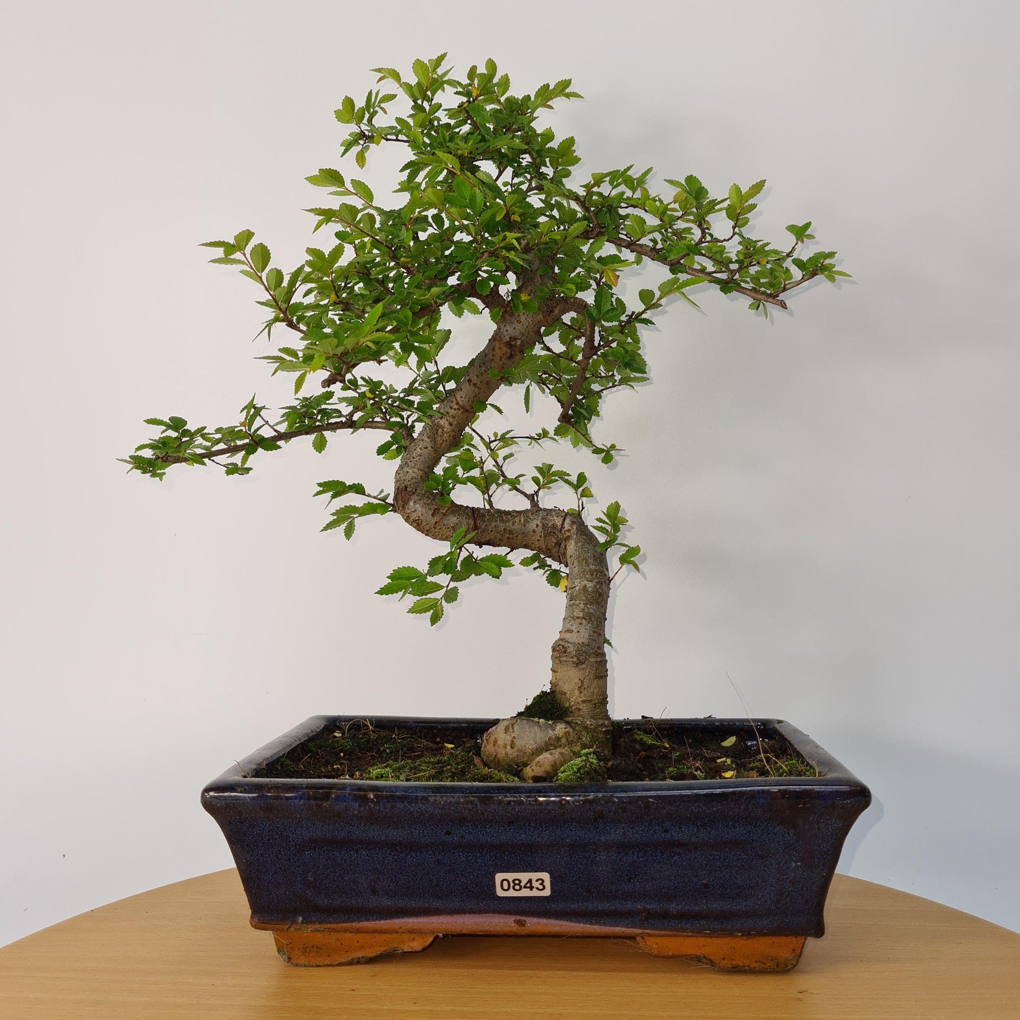 Chinese Elm (Ulmus Parvifolia) Bonsai Tree | Shaped | In 25cm Pot  | S251971