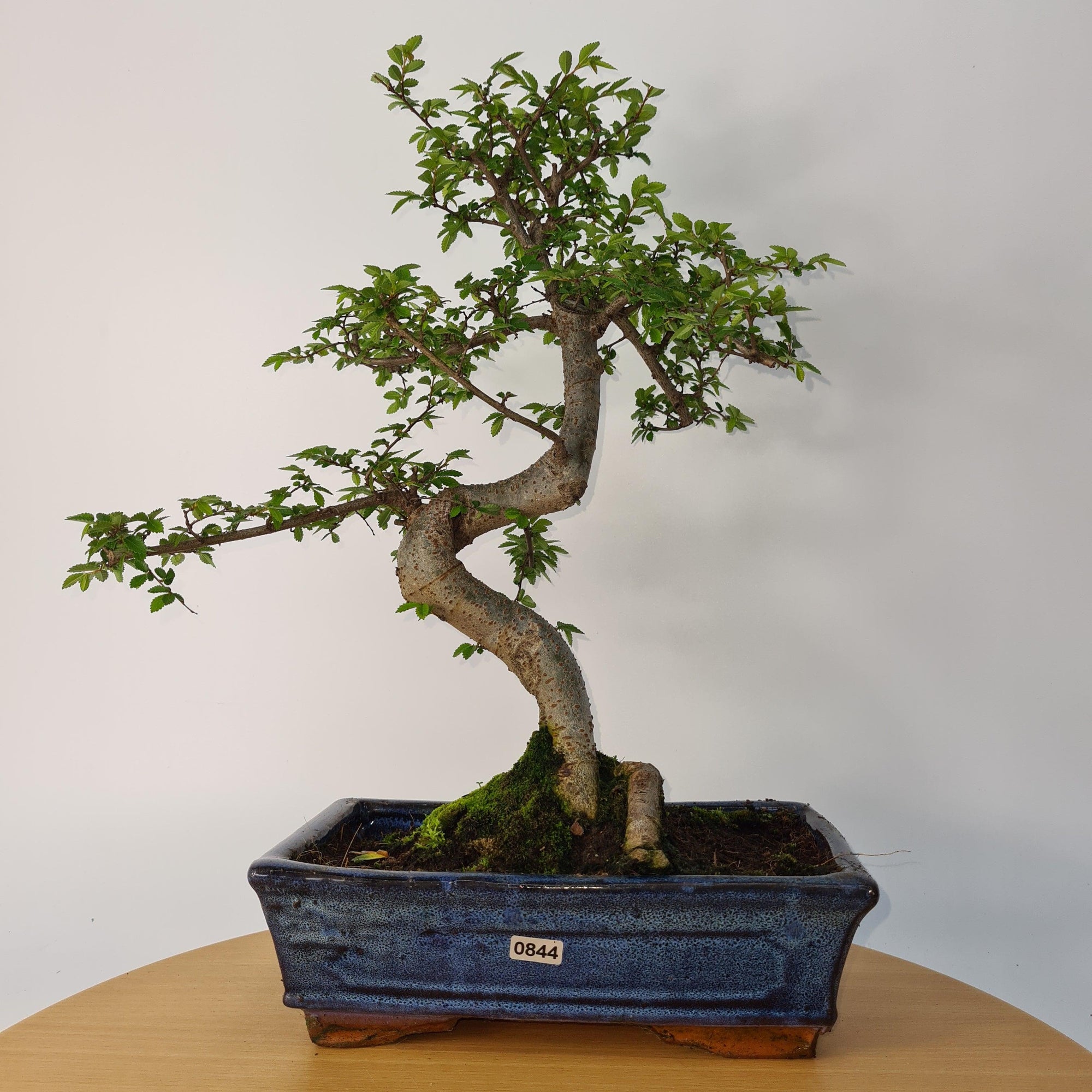 Chinese Elm (Ulmus Parvifolia) Bonsai Tree | Shaped | In 25cm Pot  | S251971