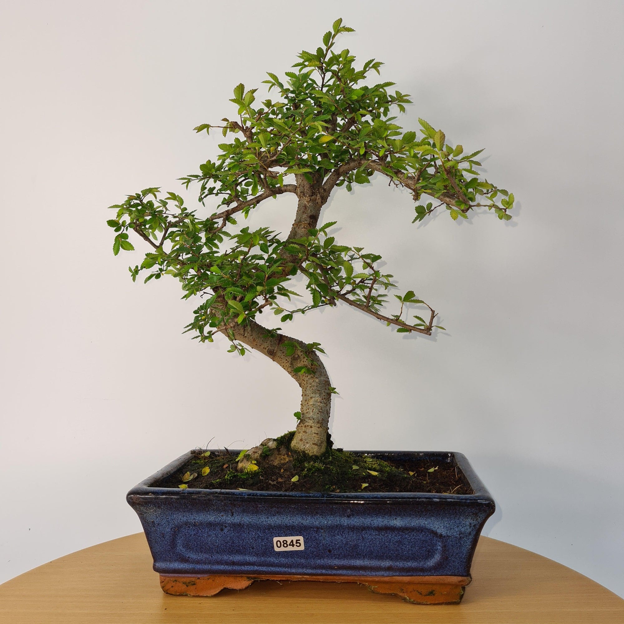 Chinese Elm (Ulmus Parvifolia) Bonsai Tree | Shaped | In 25cm Pot  | S251971